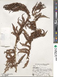 Sphaeropteris medullaris image