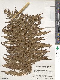 Sphaeropteris medullaris image