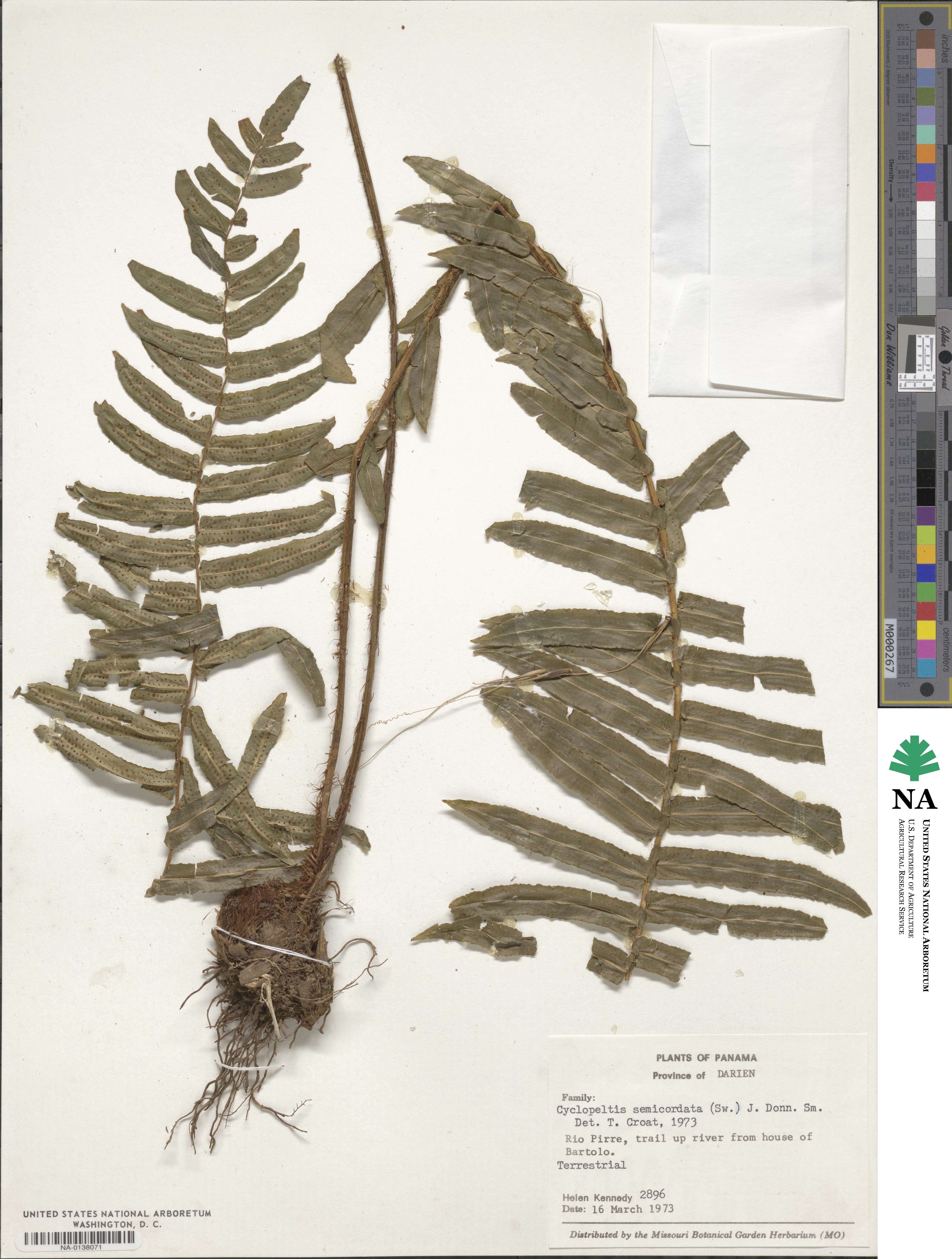 Lomariopsidaceae image
