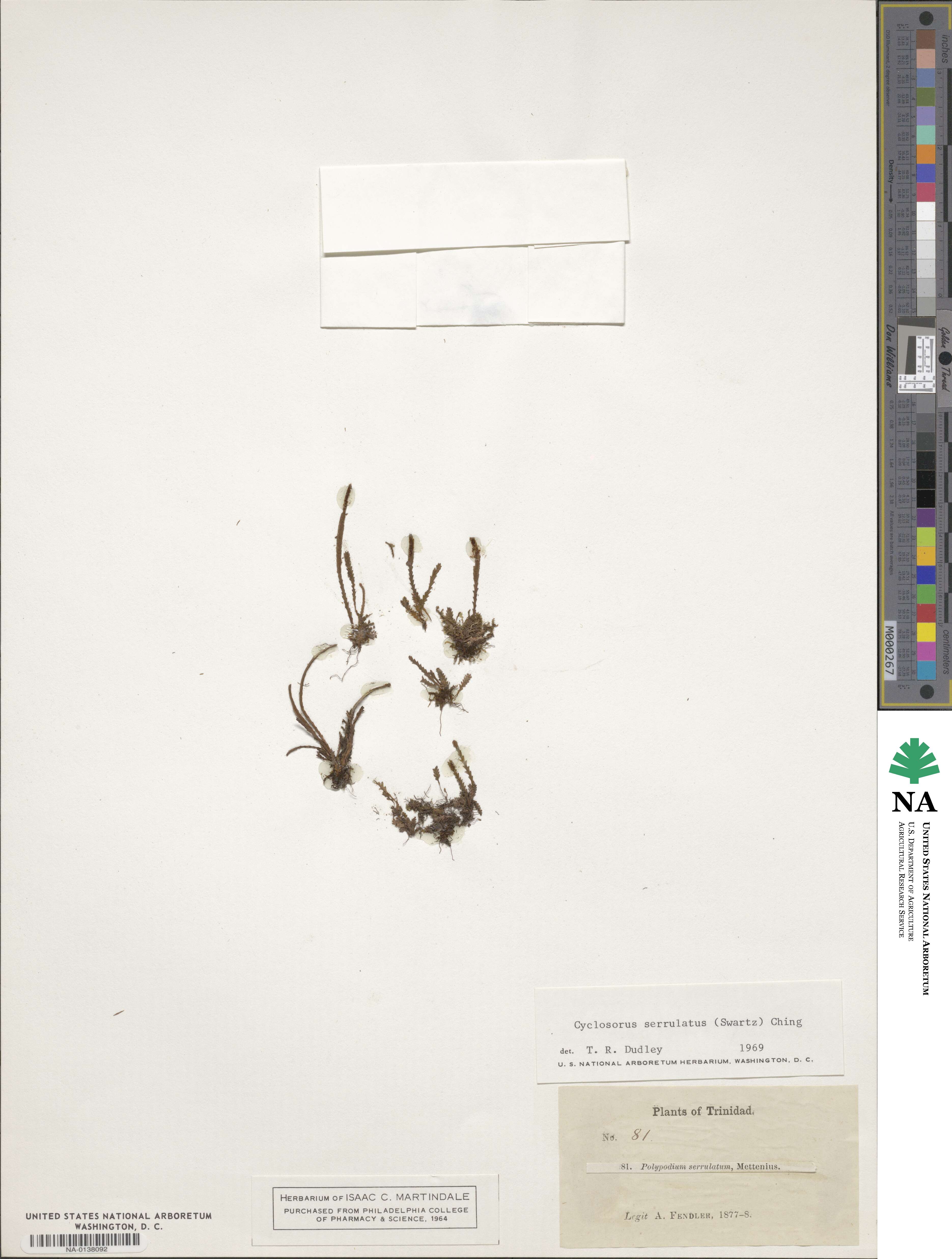 Goniopteris serrulata image