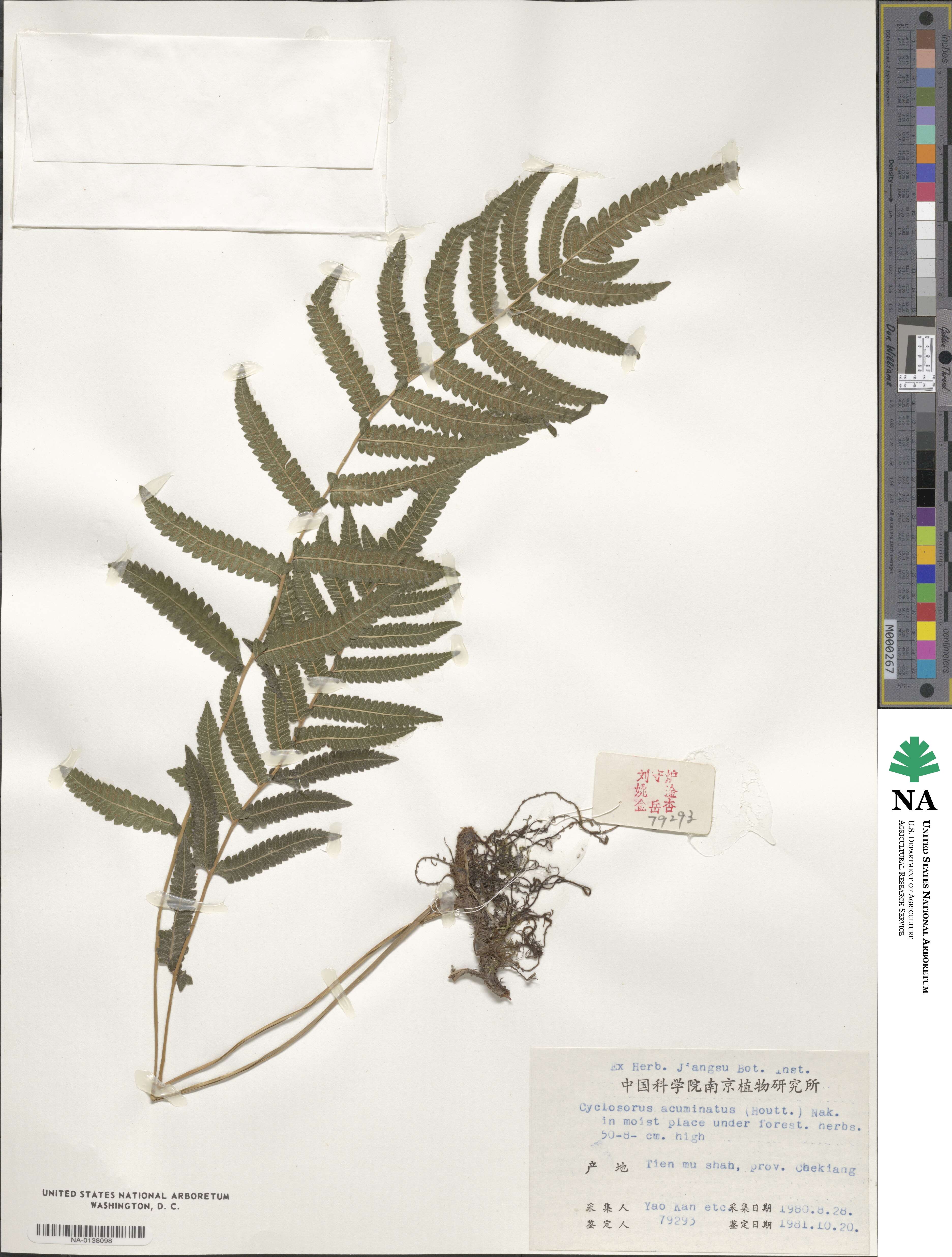 Christella acuminata image