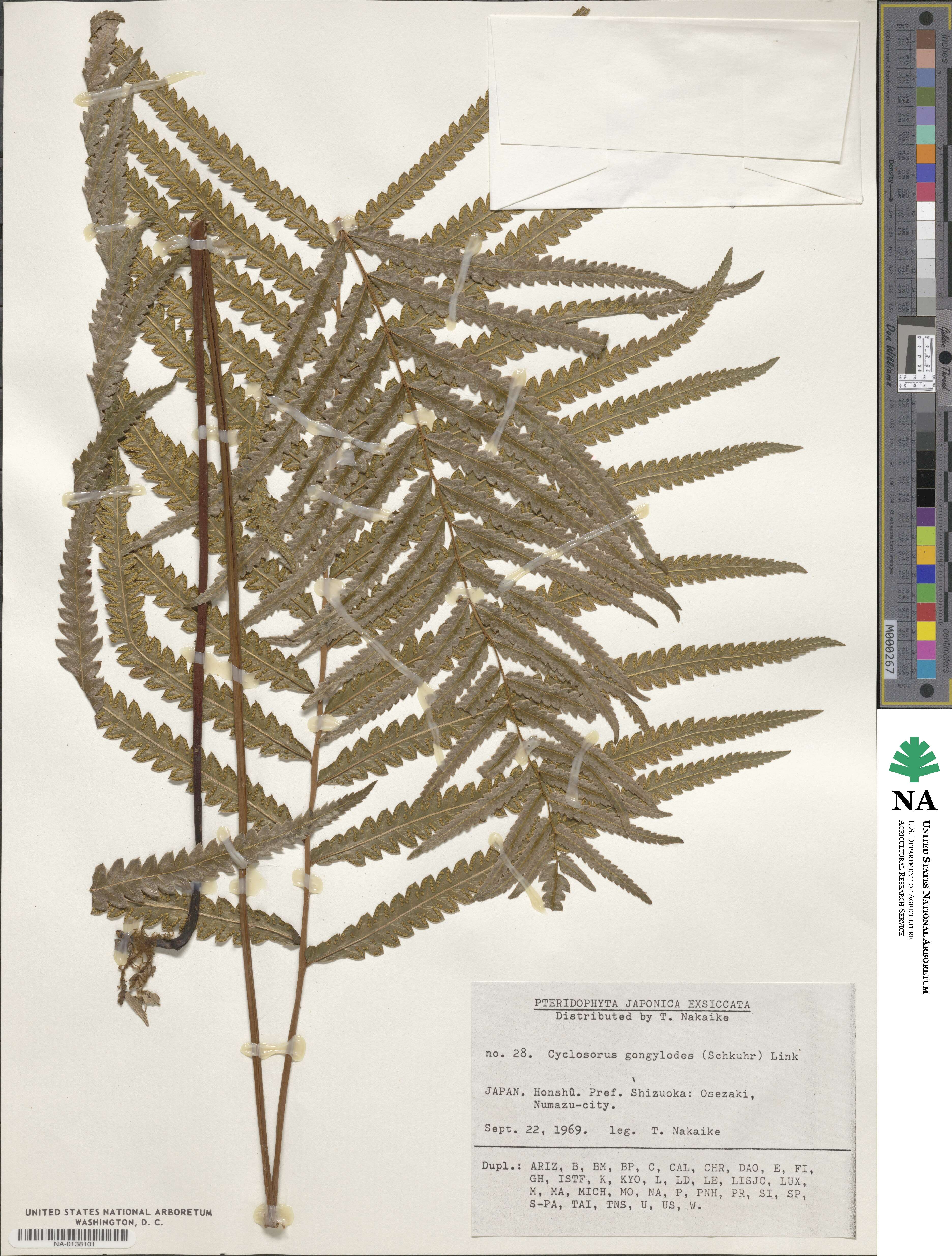 Cyclosorus interruptus image