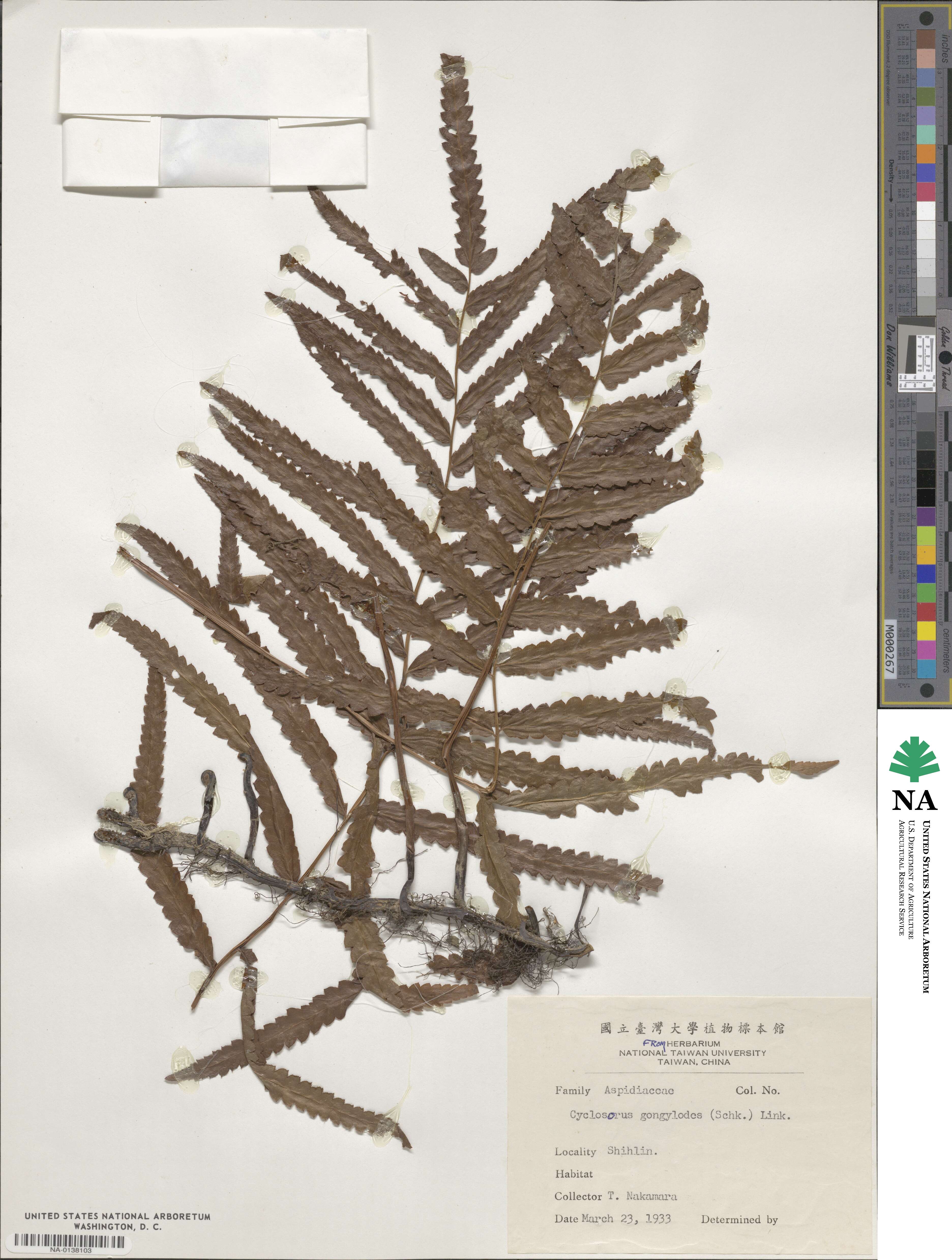 Cyclosorus interruptus image