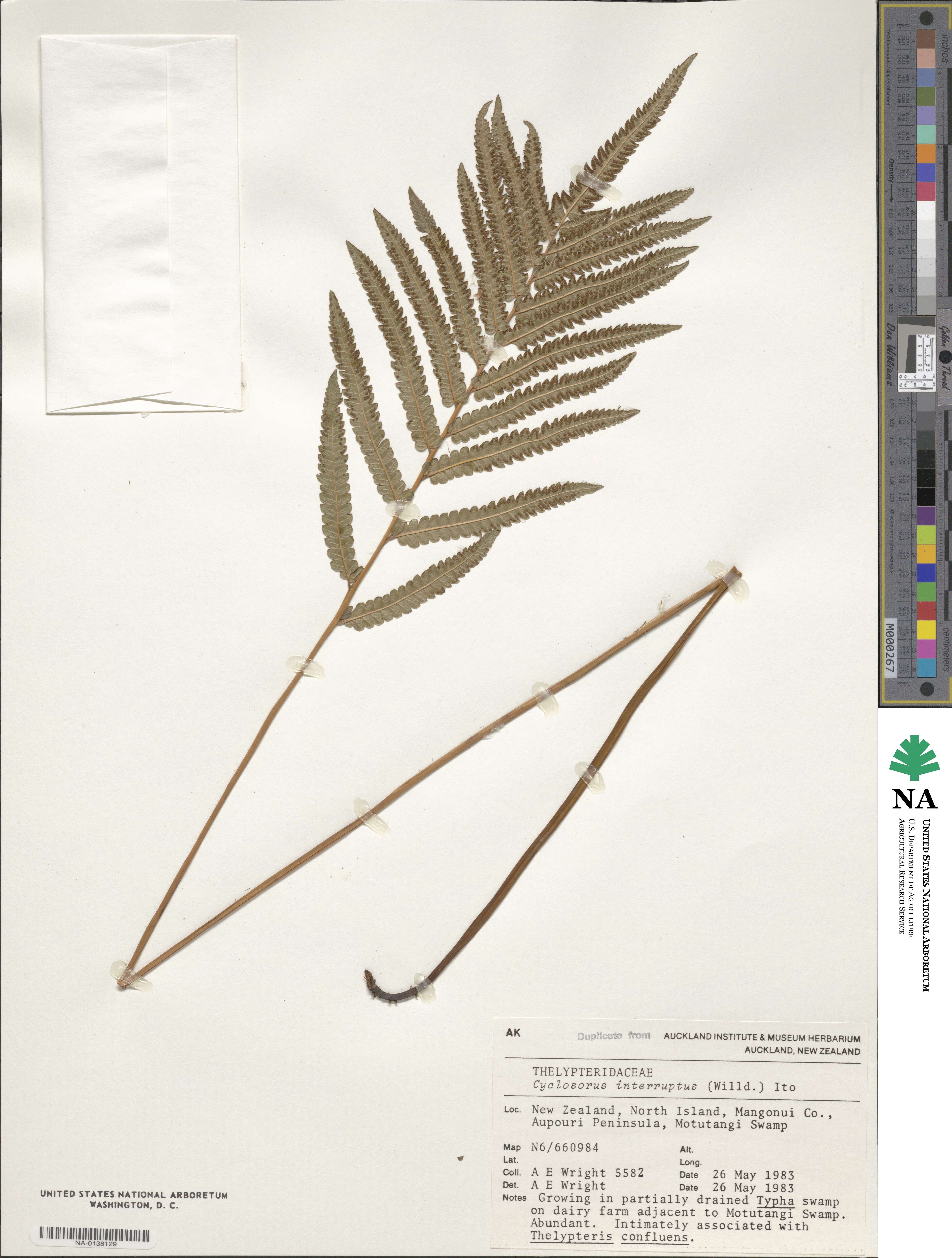 Cyclosorus interruptus image