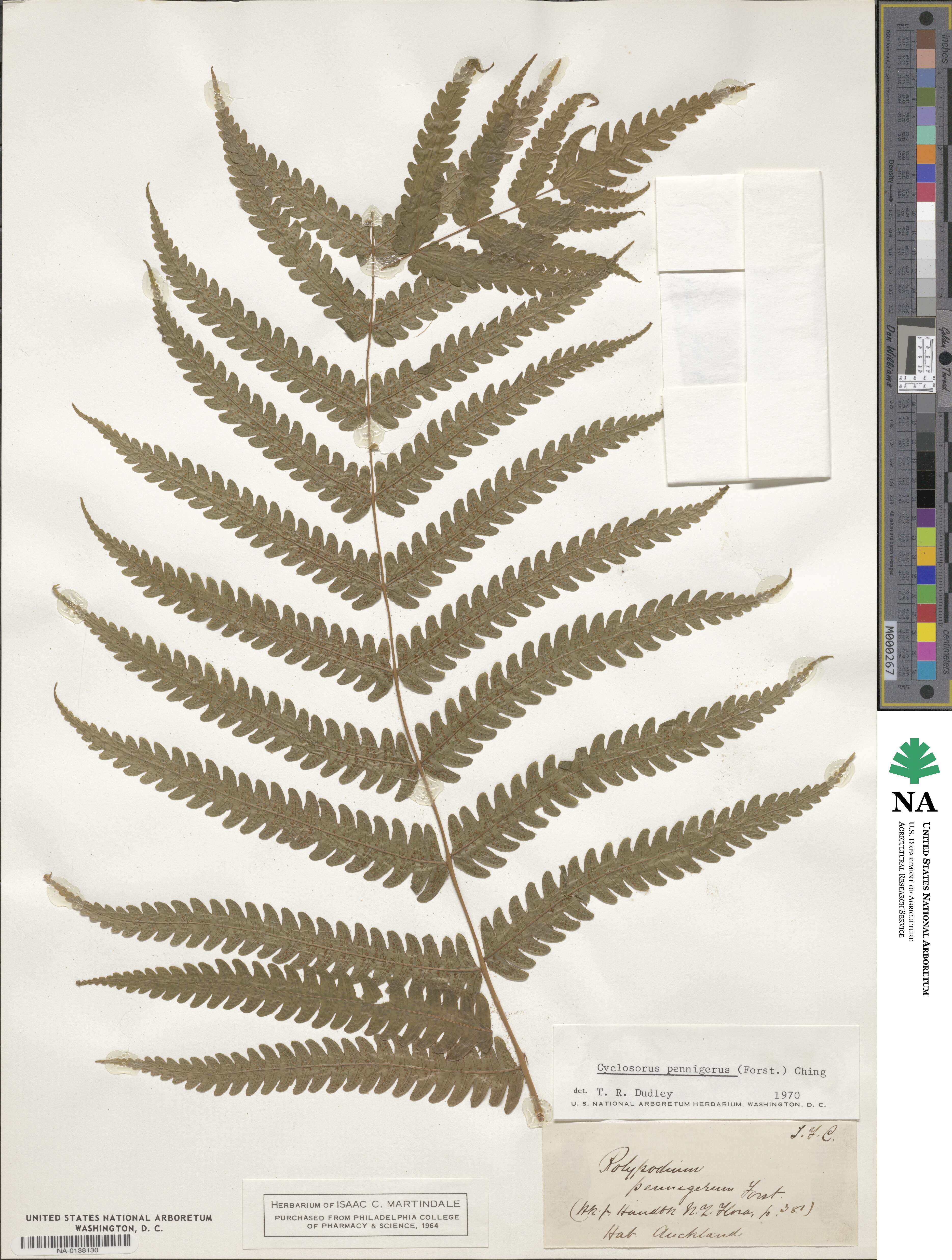 Pakau pennigera image