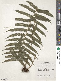Christella dentata image