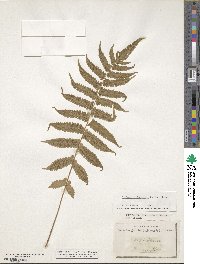 Christella dentata image