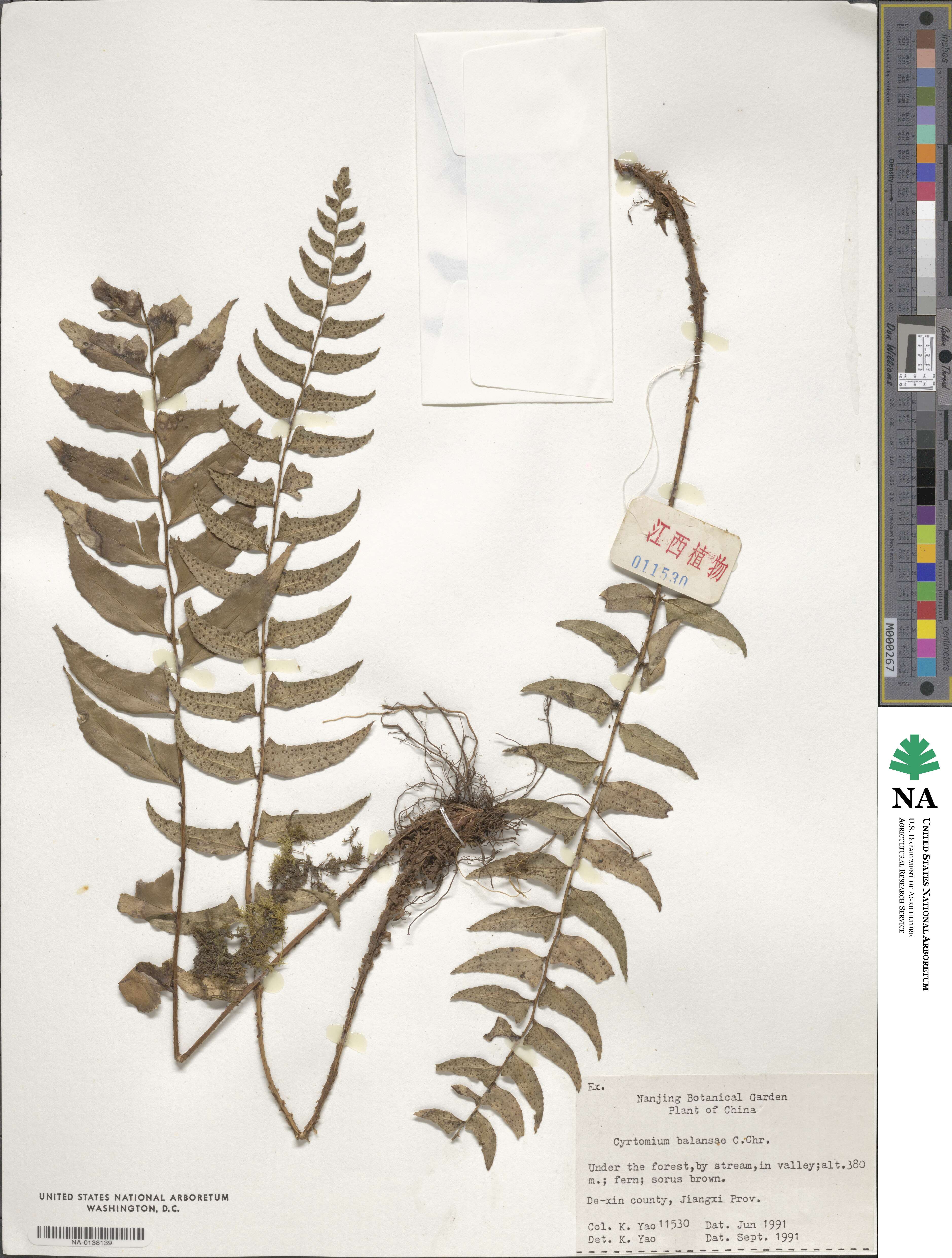 Polystichum balansae image