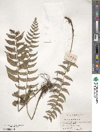 Image of Polystichum balansae