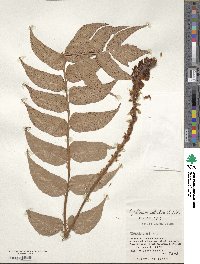 Cyrtomium falcatum image