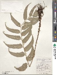 Cyrtomium falcatum image