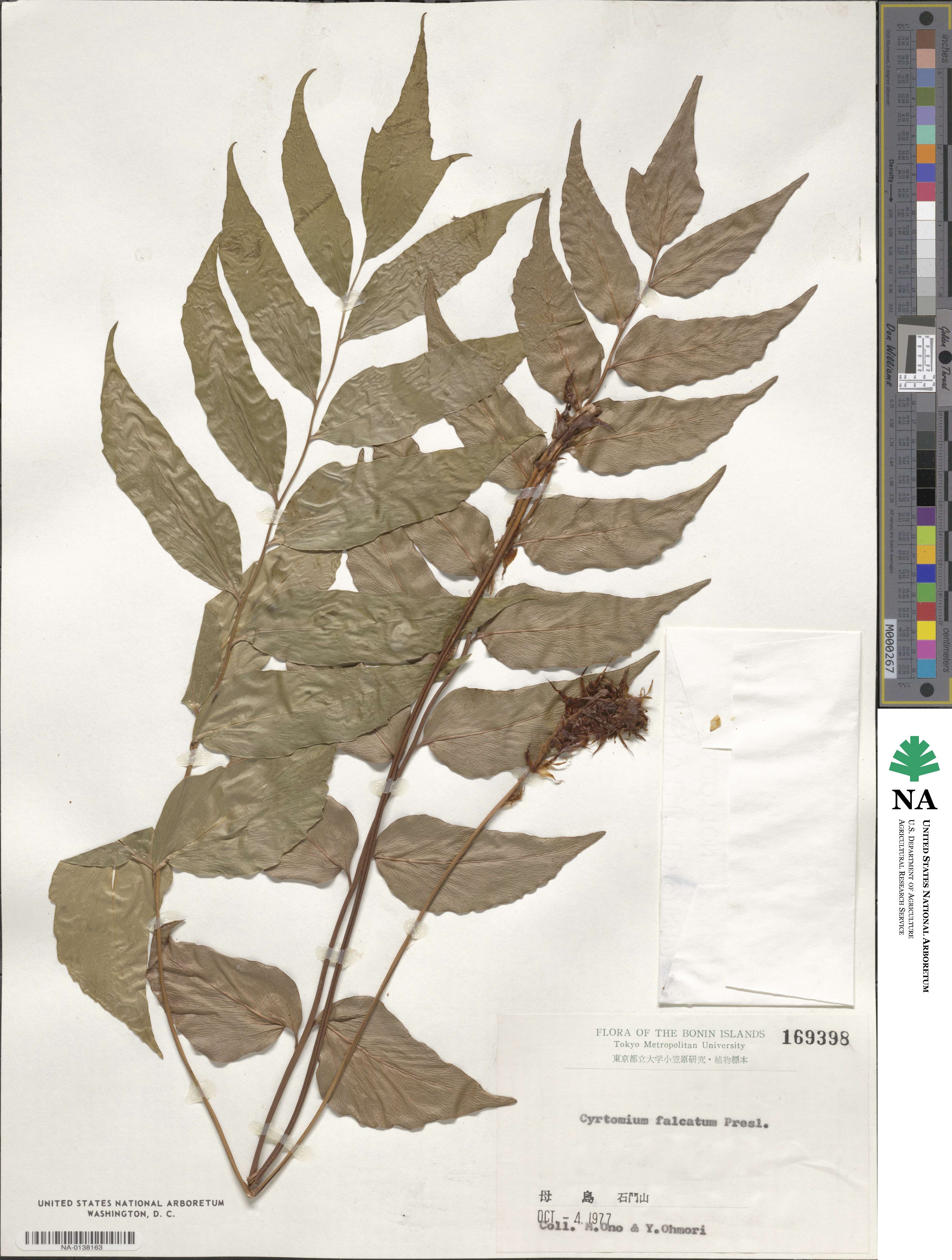 Dryopteridoideae image