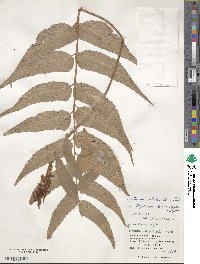 Cyrtomium falcatum image