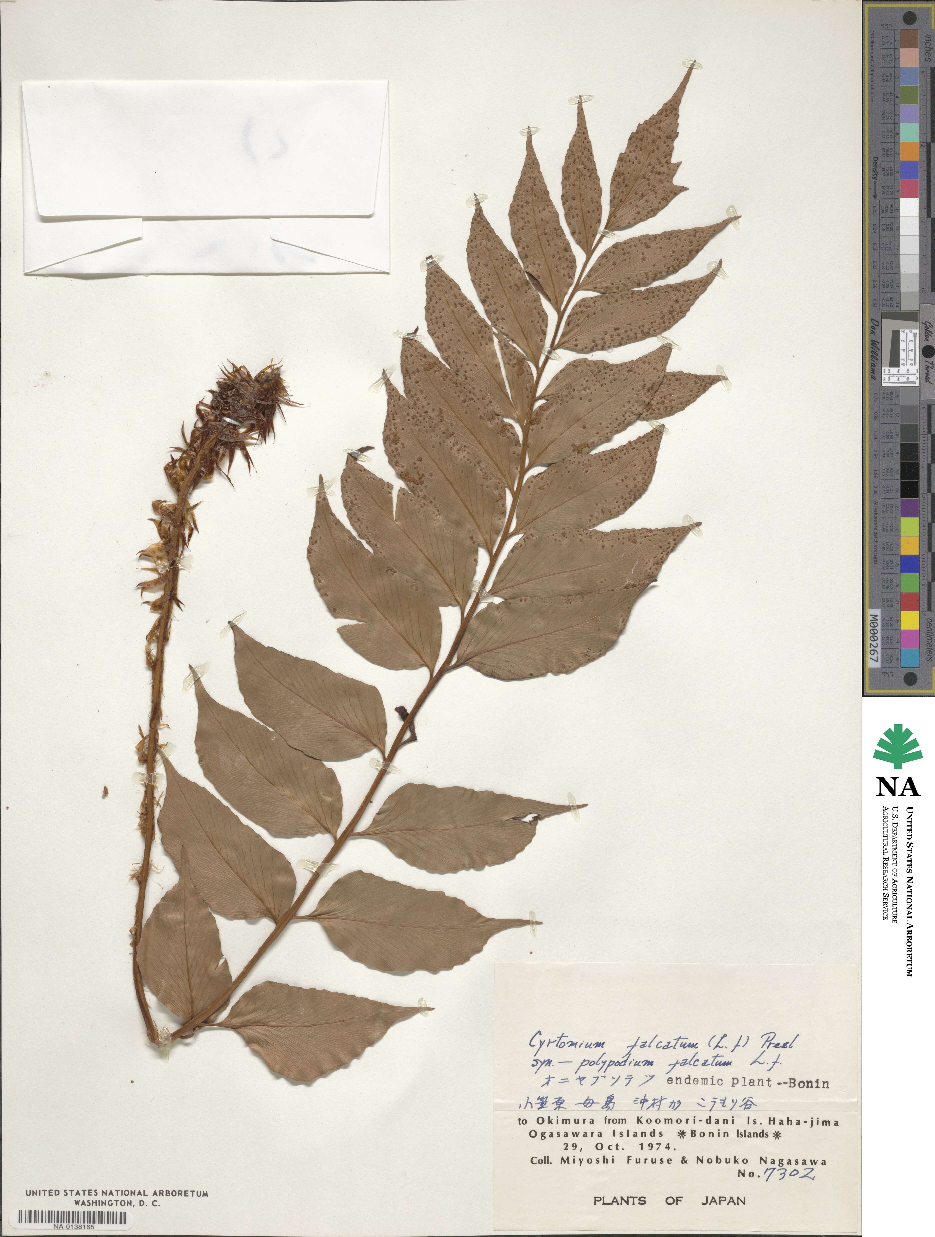 Dryopteridoideae image