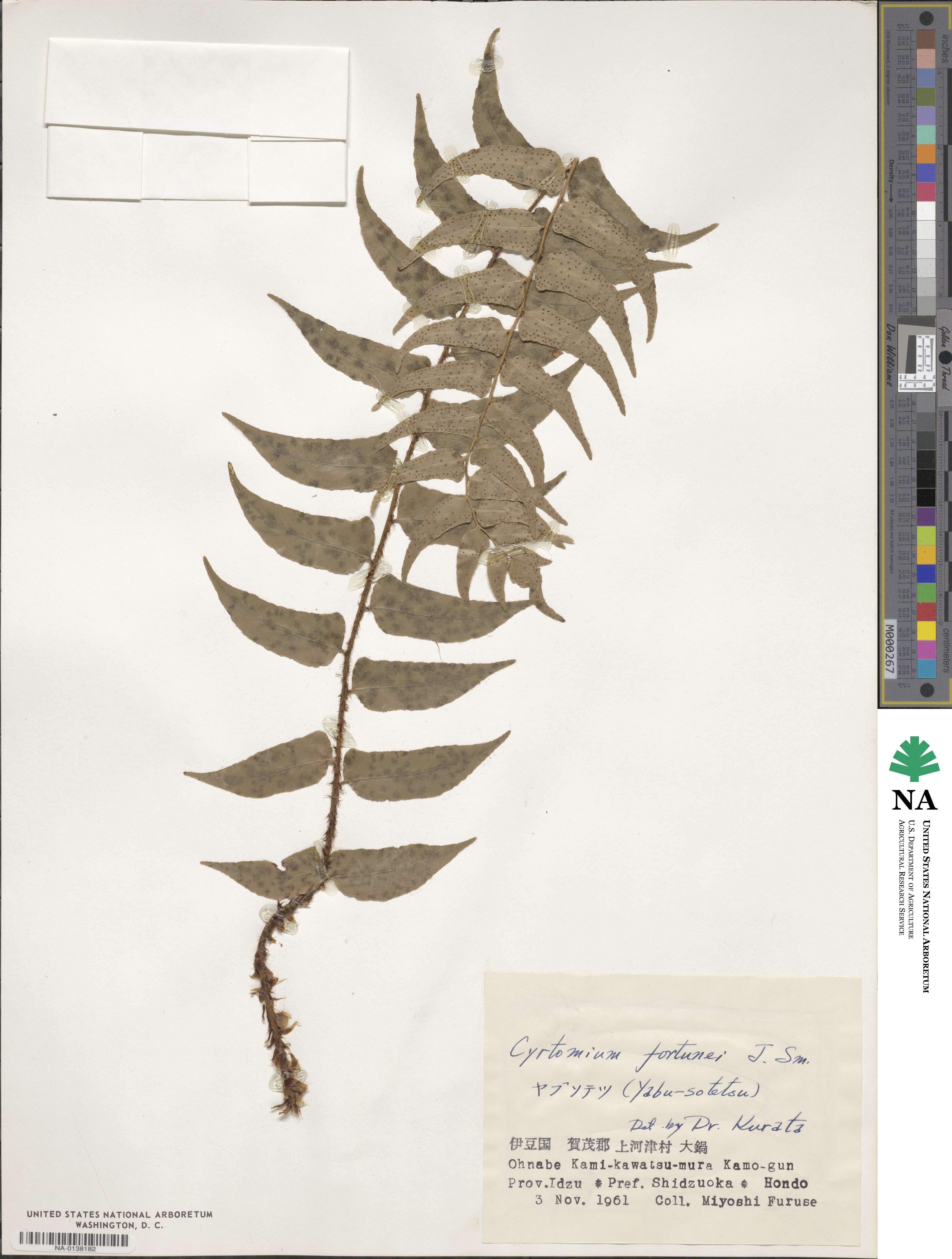 Cyrtomium fortunei image
