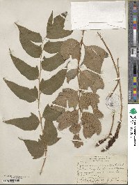 Cyrtomium caryotideum image