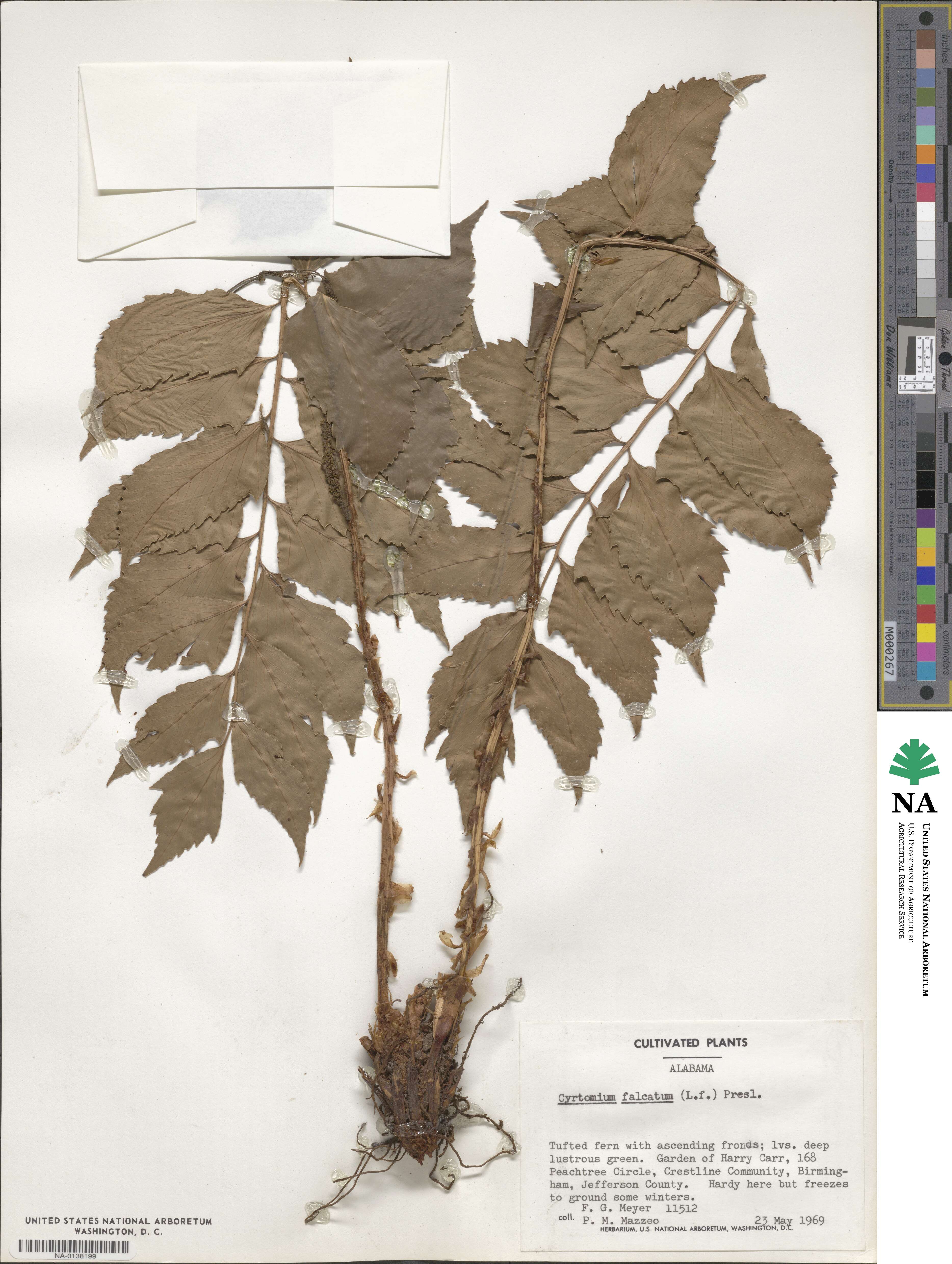 Cyrtomium falcatum image