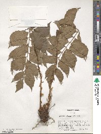 Cyrtomium falcatum image