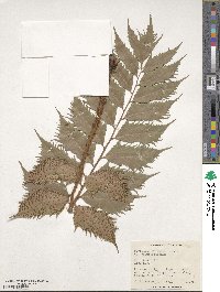 Cyrtomium falcatum image