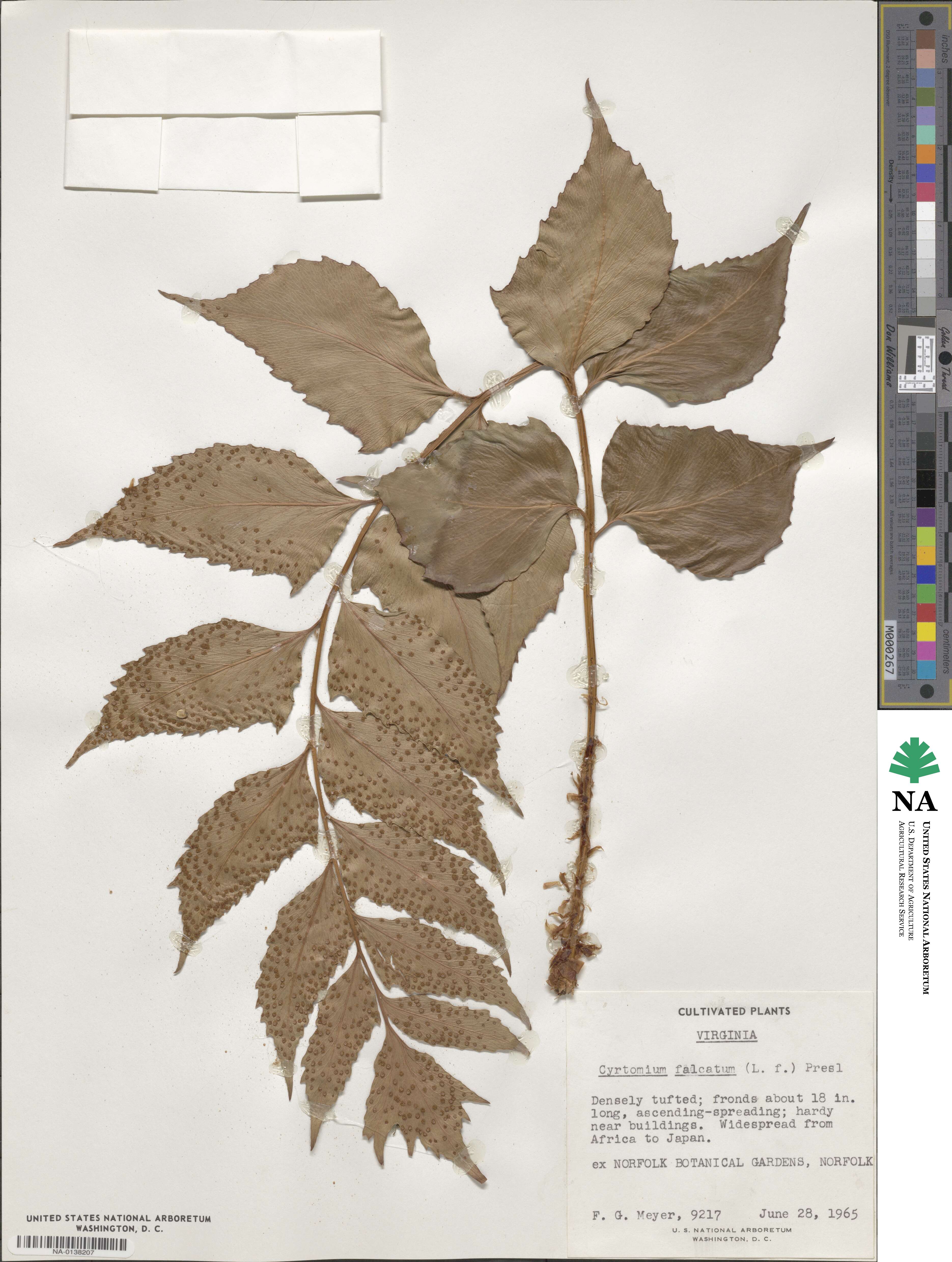 Cyrtomium falcatum image