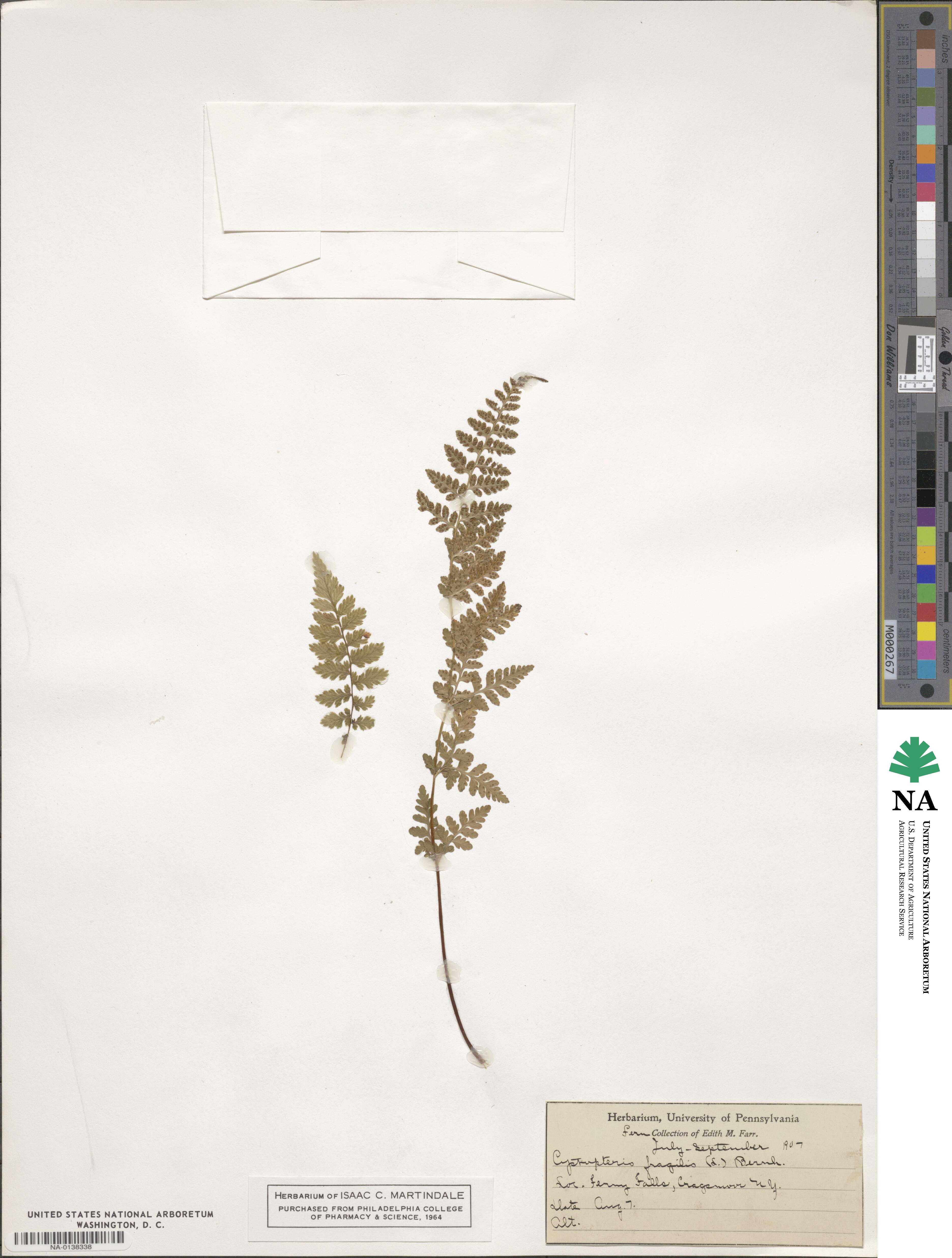 Cystopteridaceae image