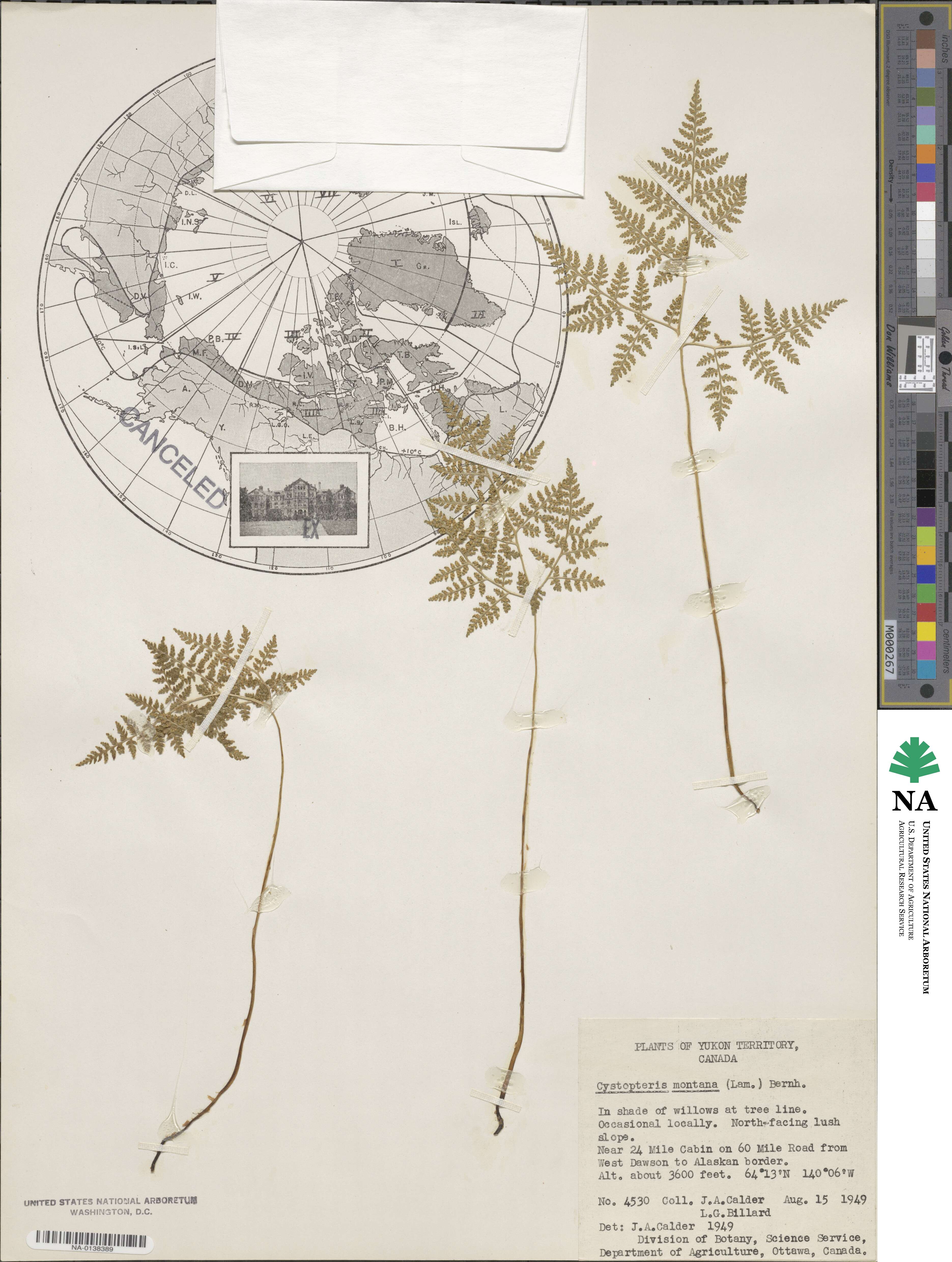 Cystopteris montana image