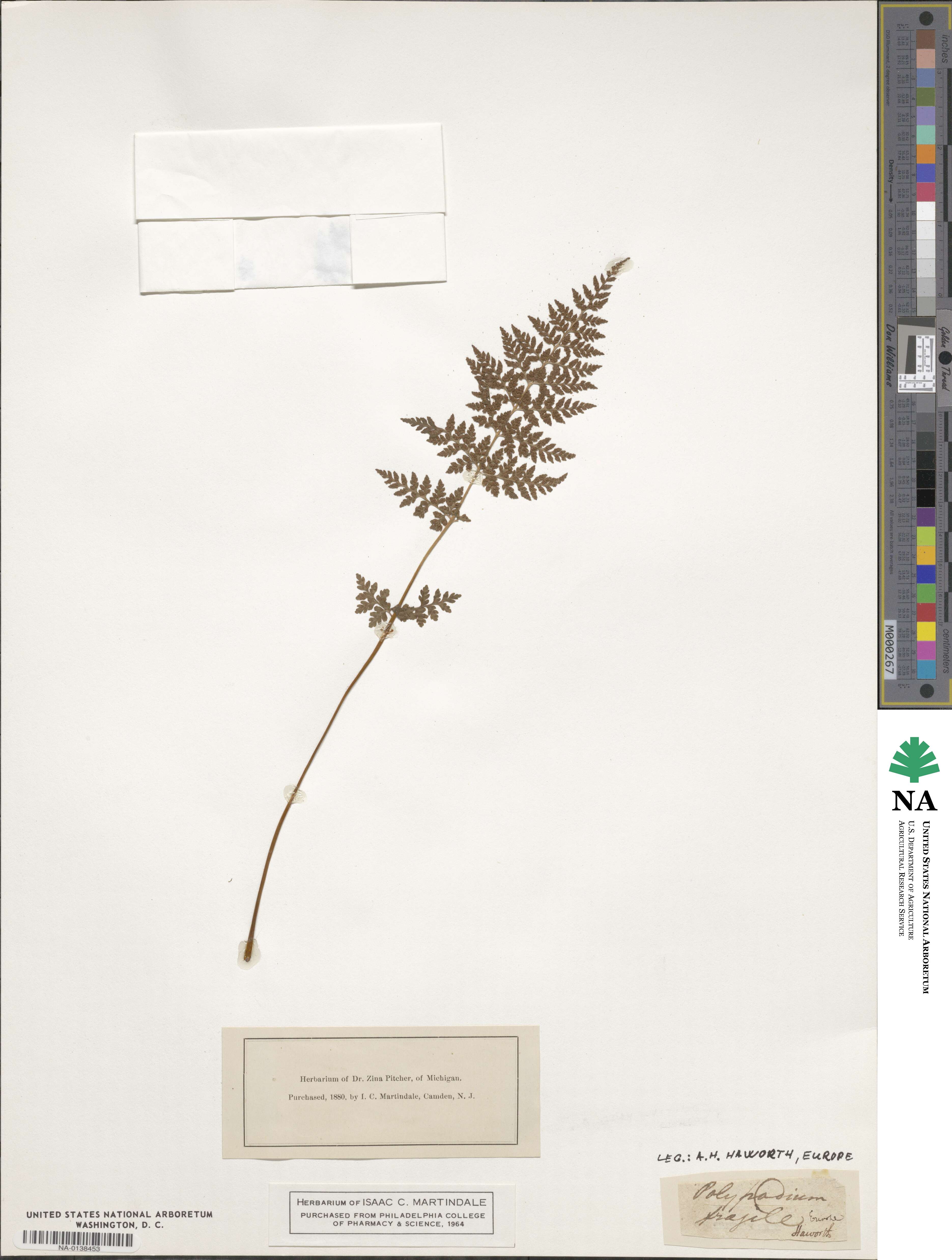 Cystopteris fragilis image