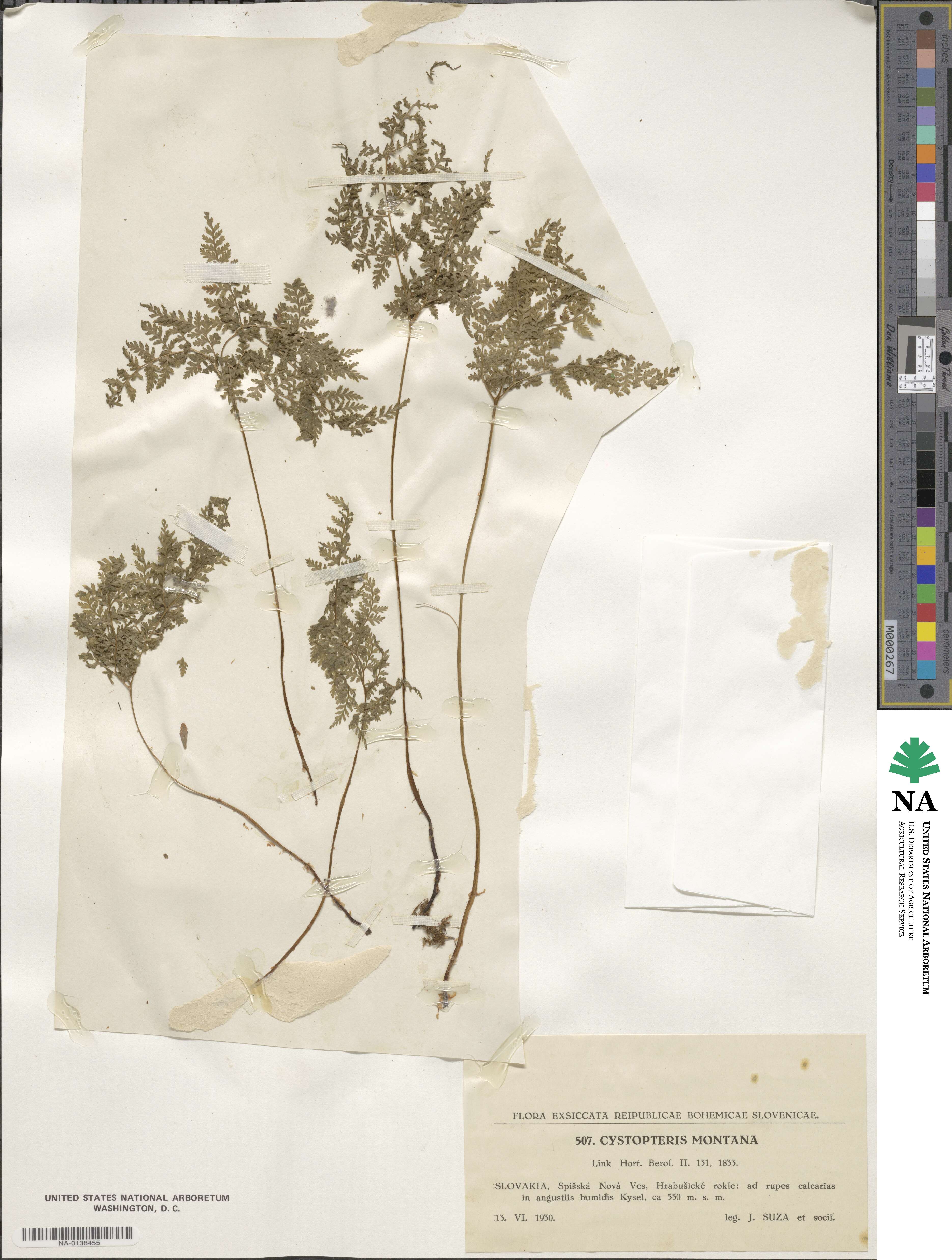 Cystopteris montana image