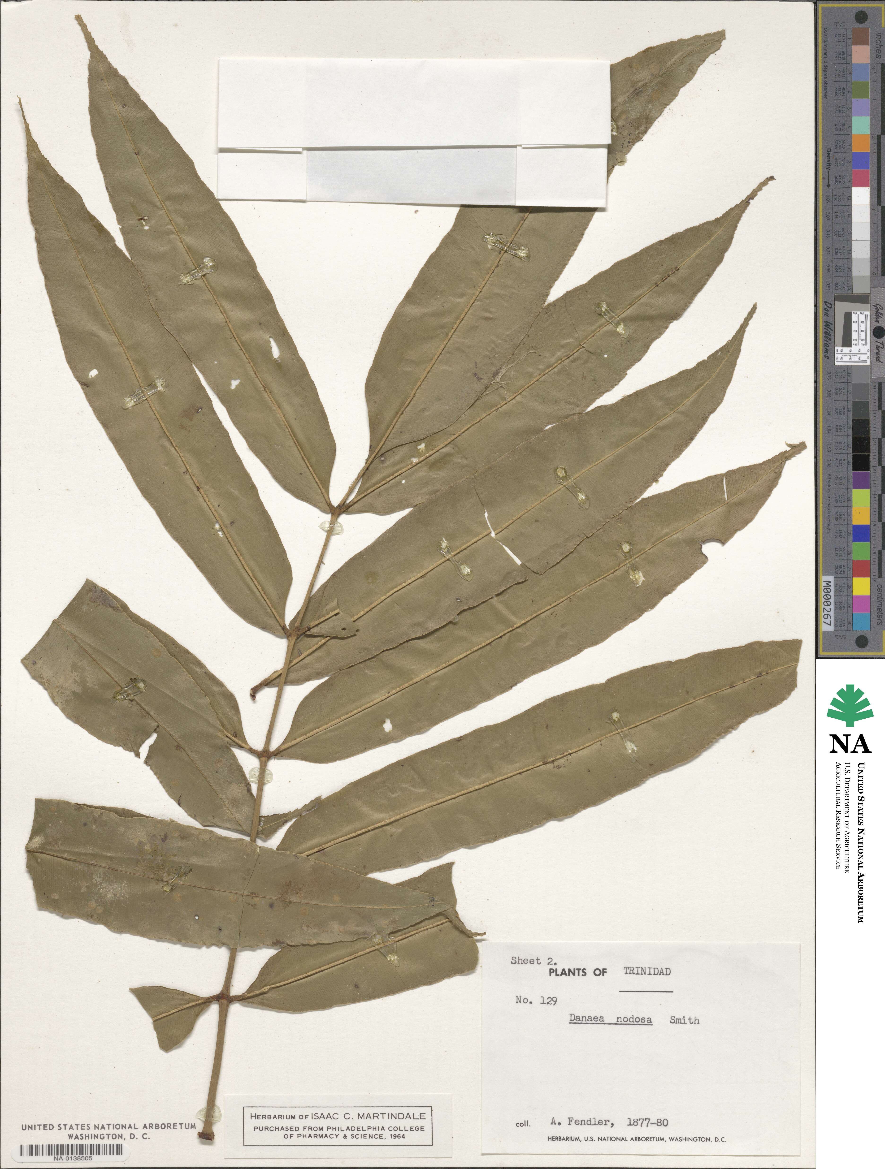 Danaea nodosa image