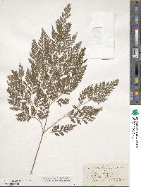 Davallia canariensis image
