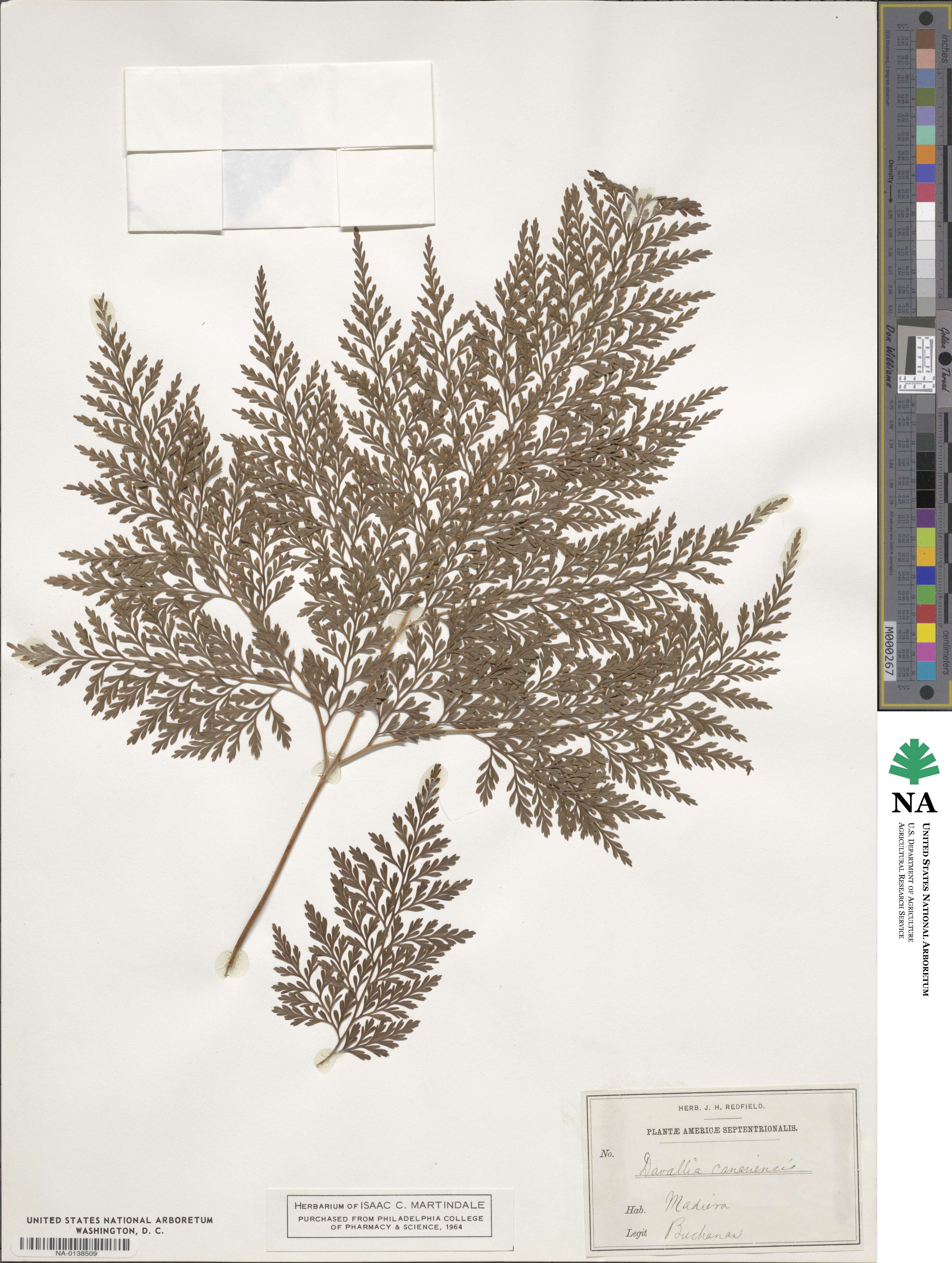 Davallia canariensis image