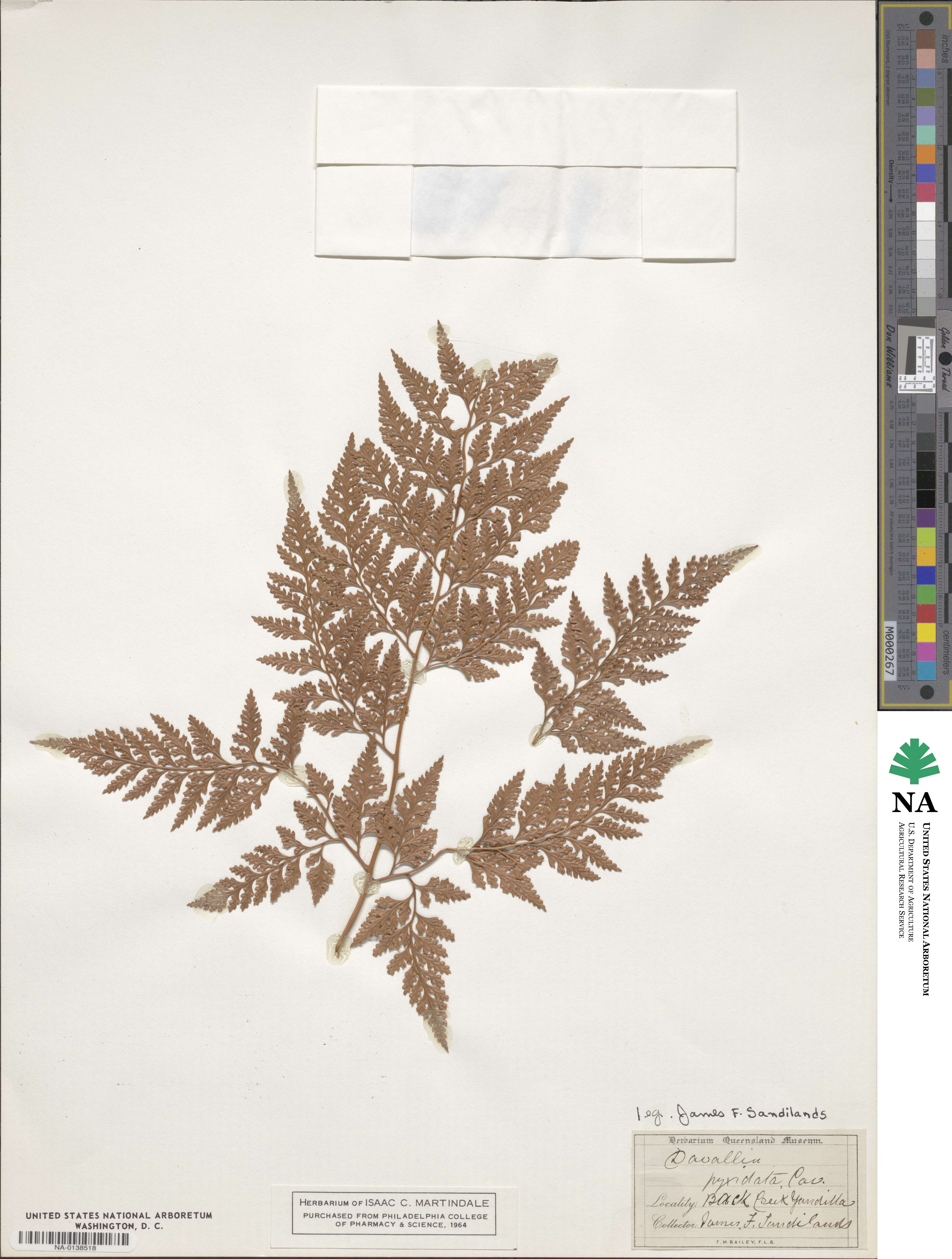 Davallia pyxidata image
