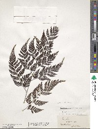 Davallia denticulata image