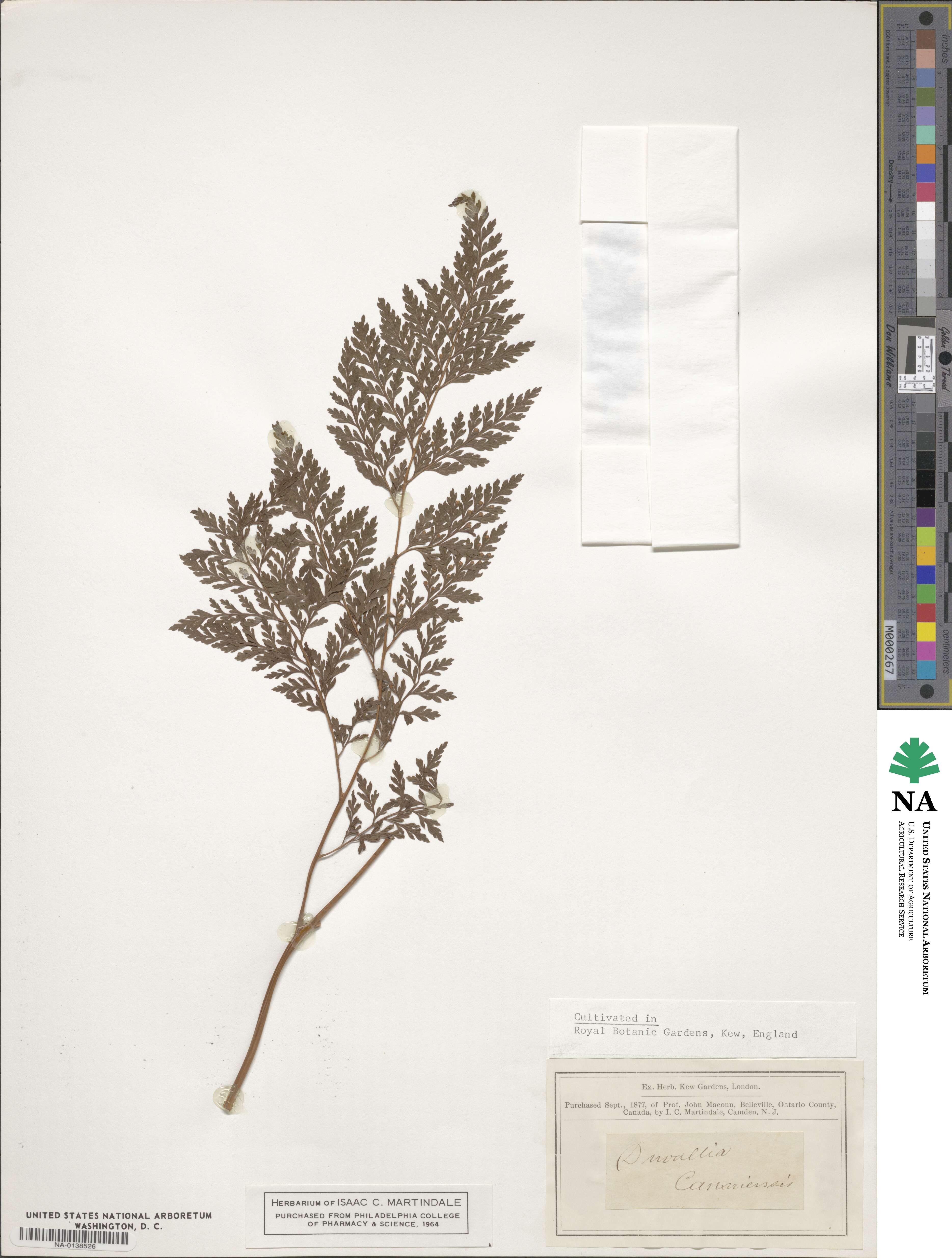 Davallia canariensis image