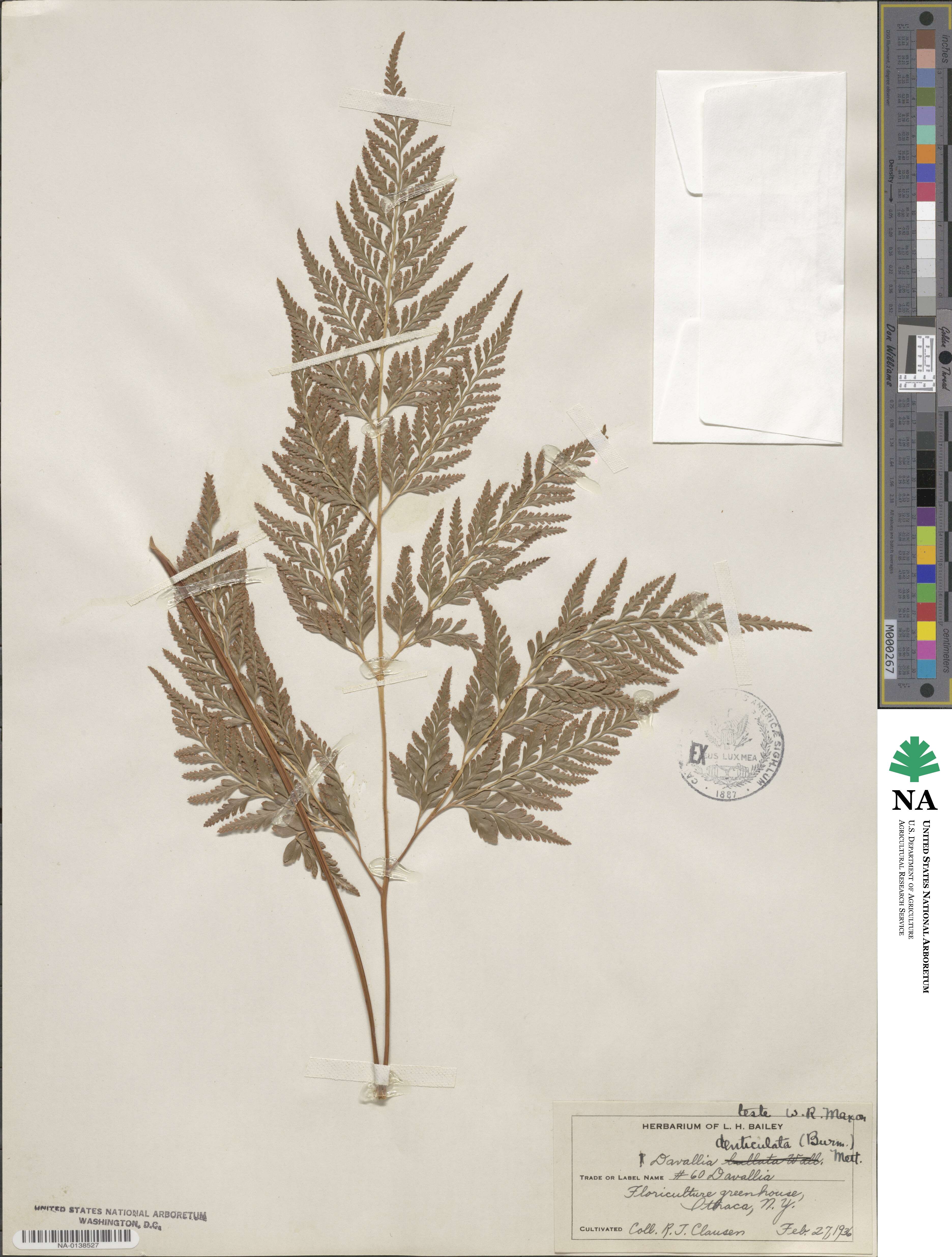Davallia denticulata image