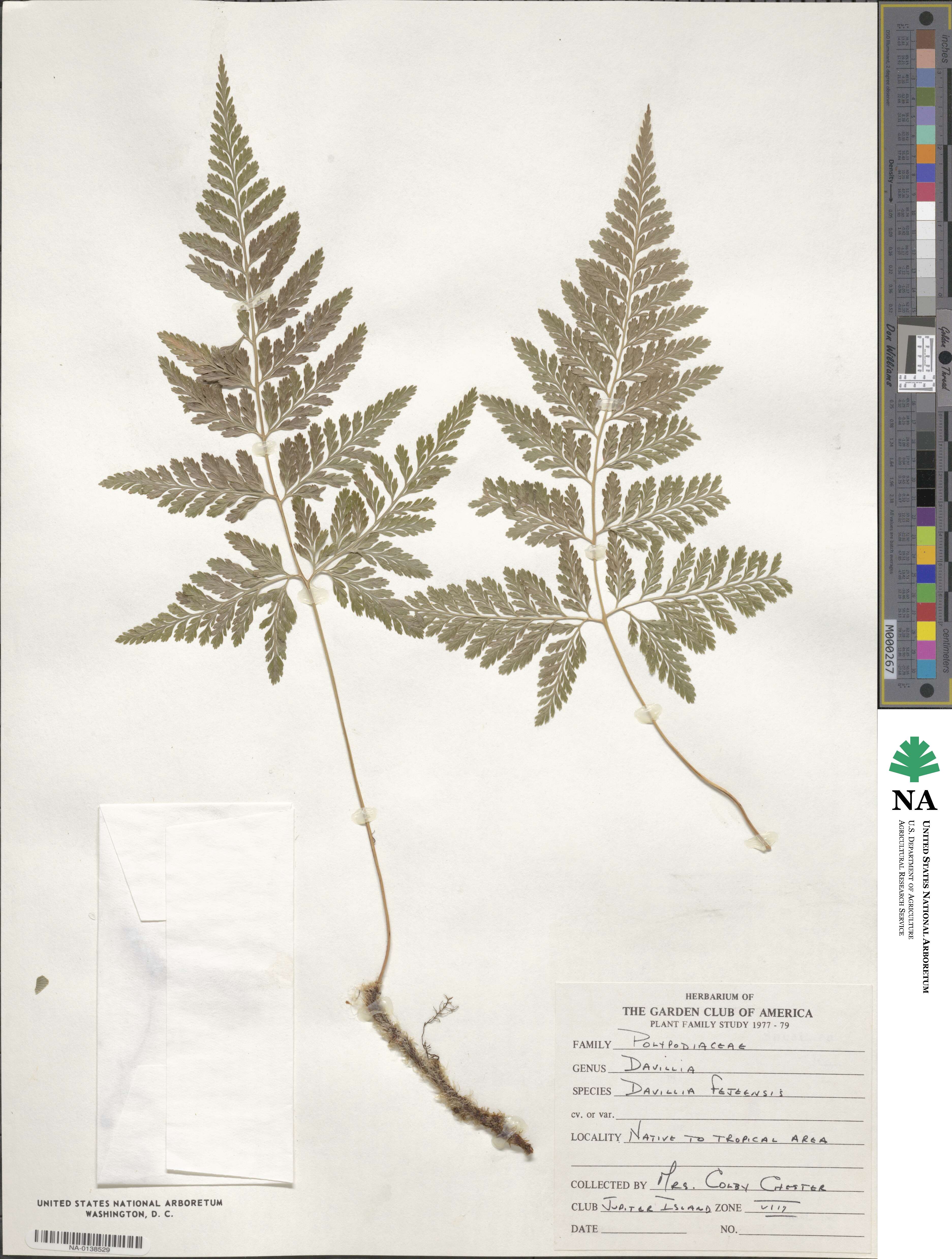 Davallia fejeensis image