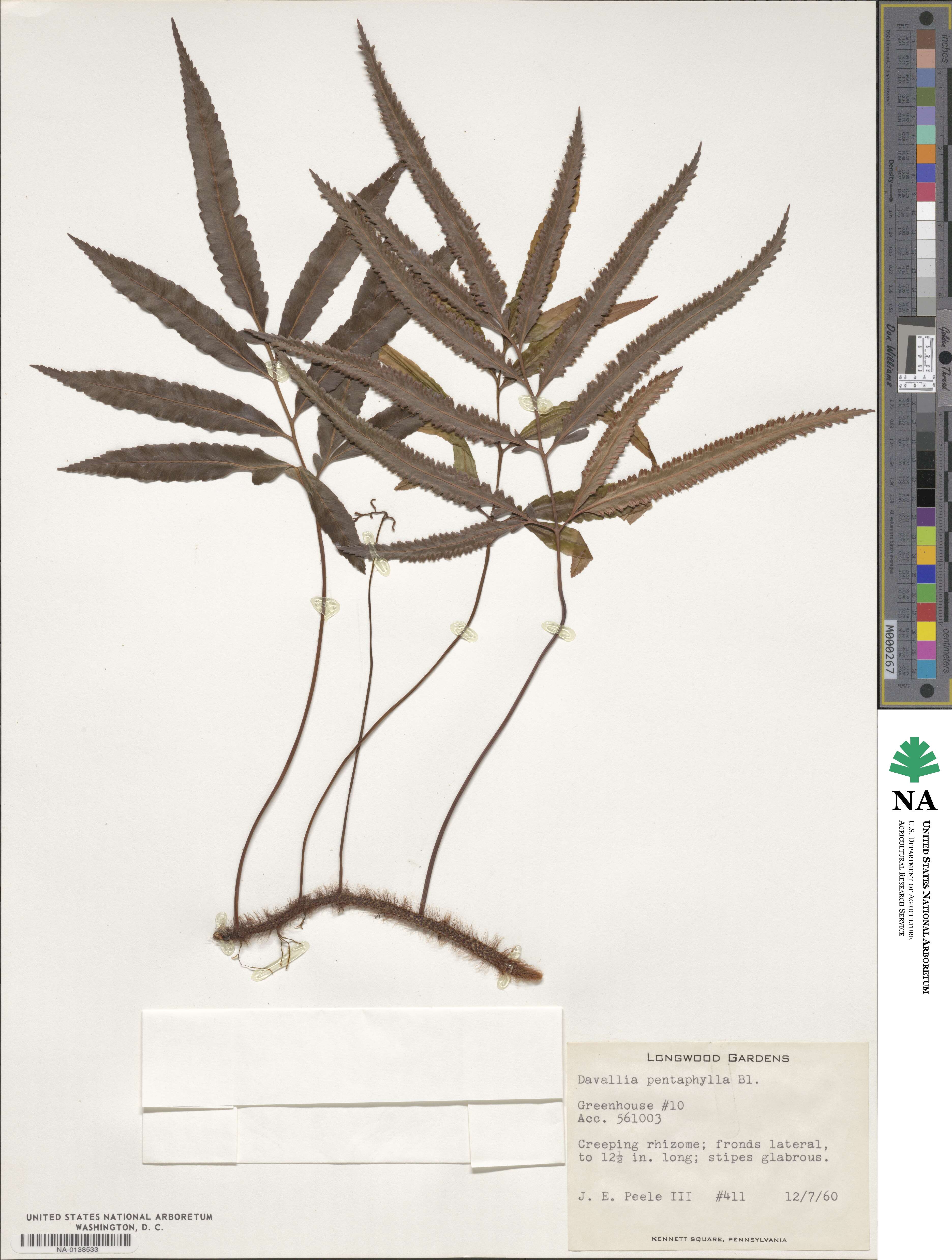 Davallia pentaphylla image
