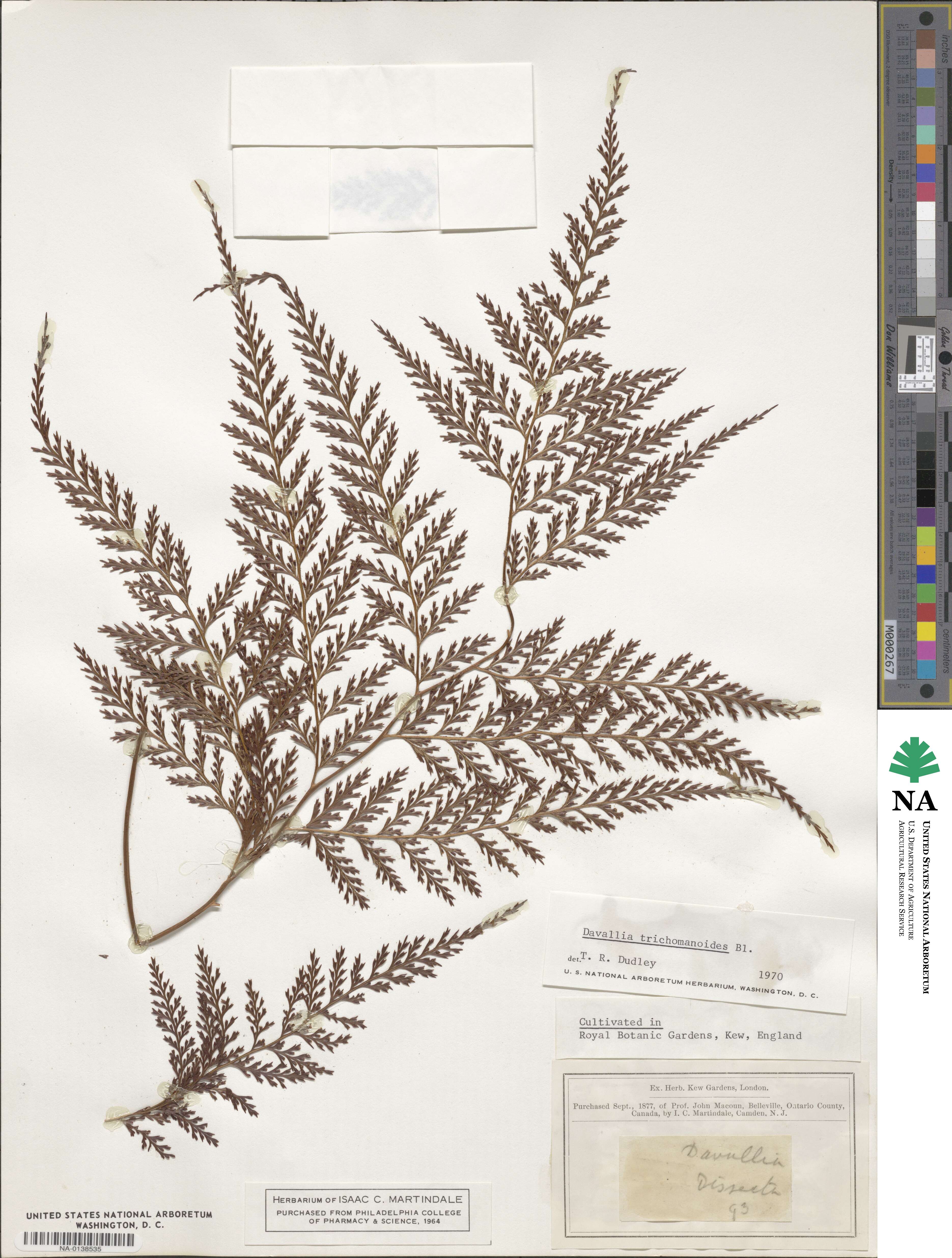 Davallia trichomanoides image