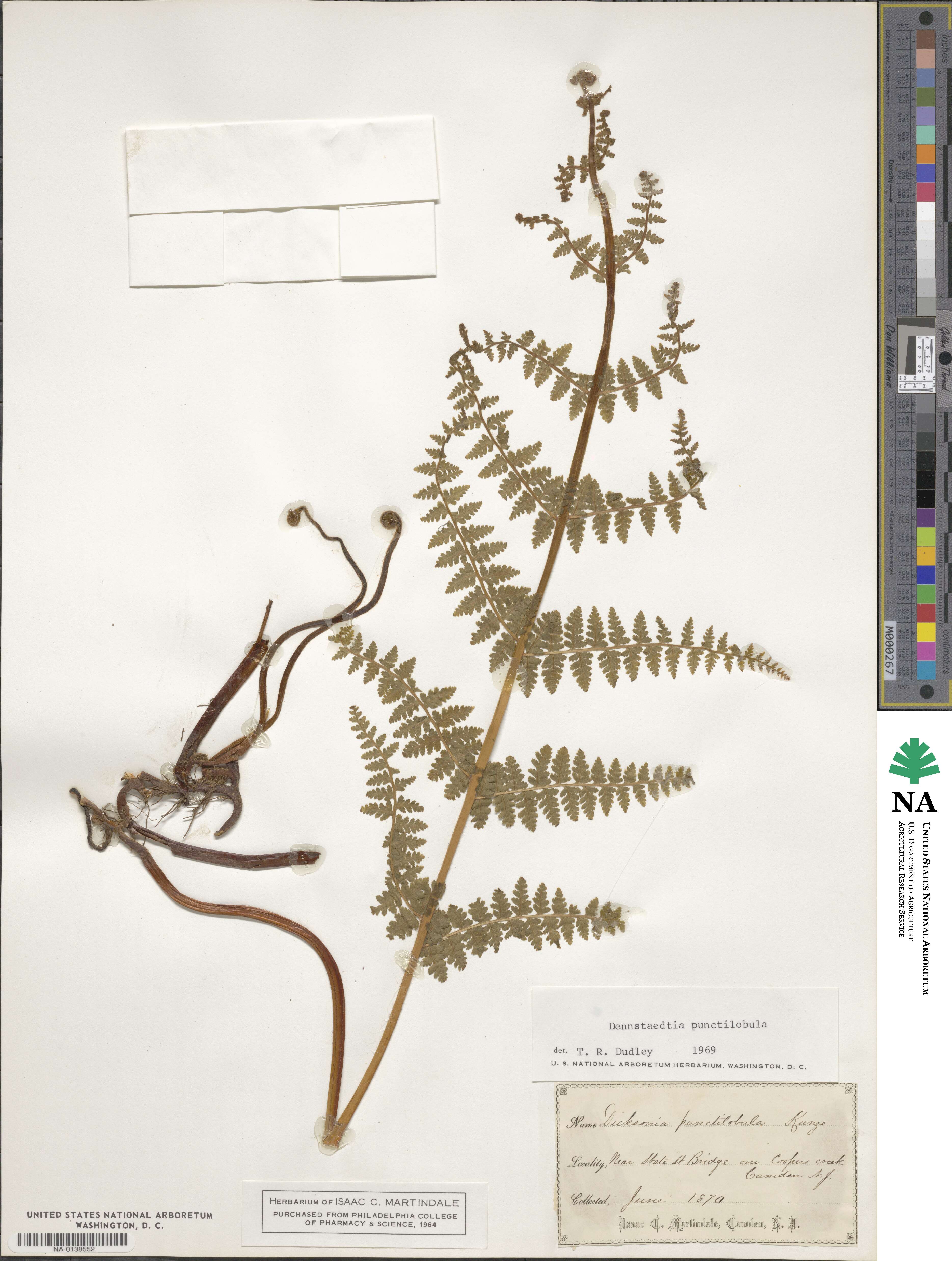 Dennstaedtia punctilobula image
