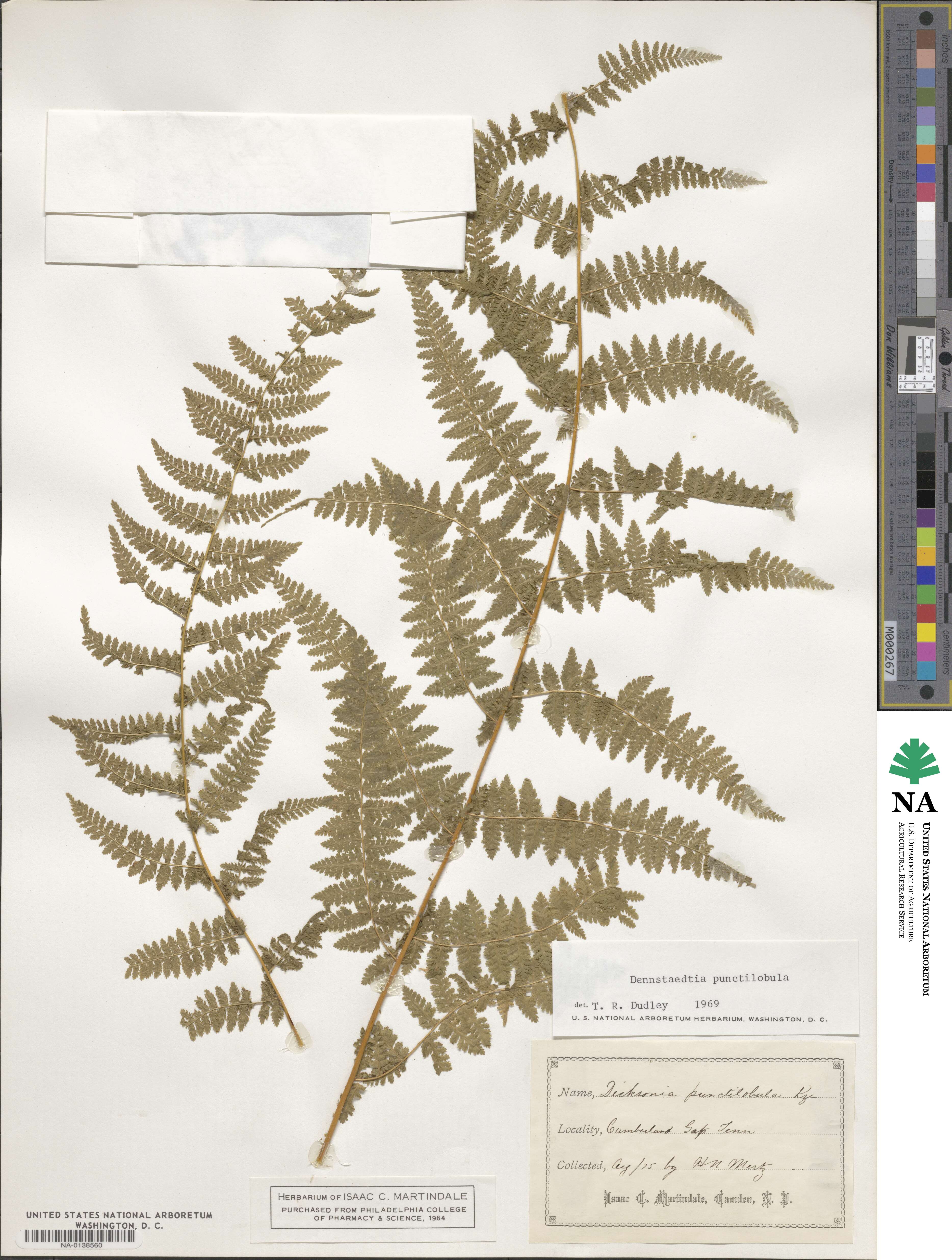 Dennstaedtia punctilobula image