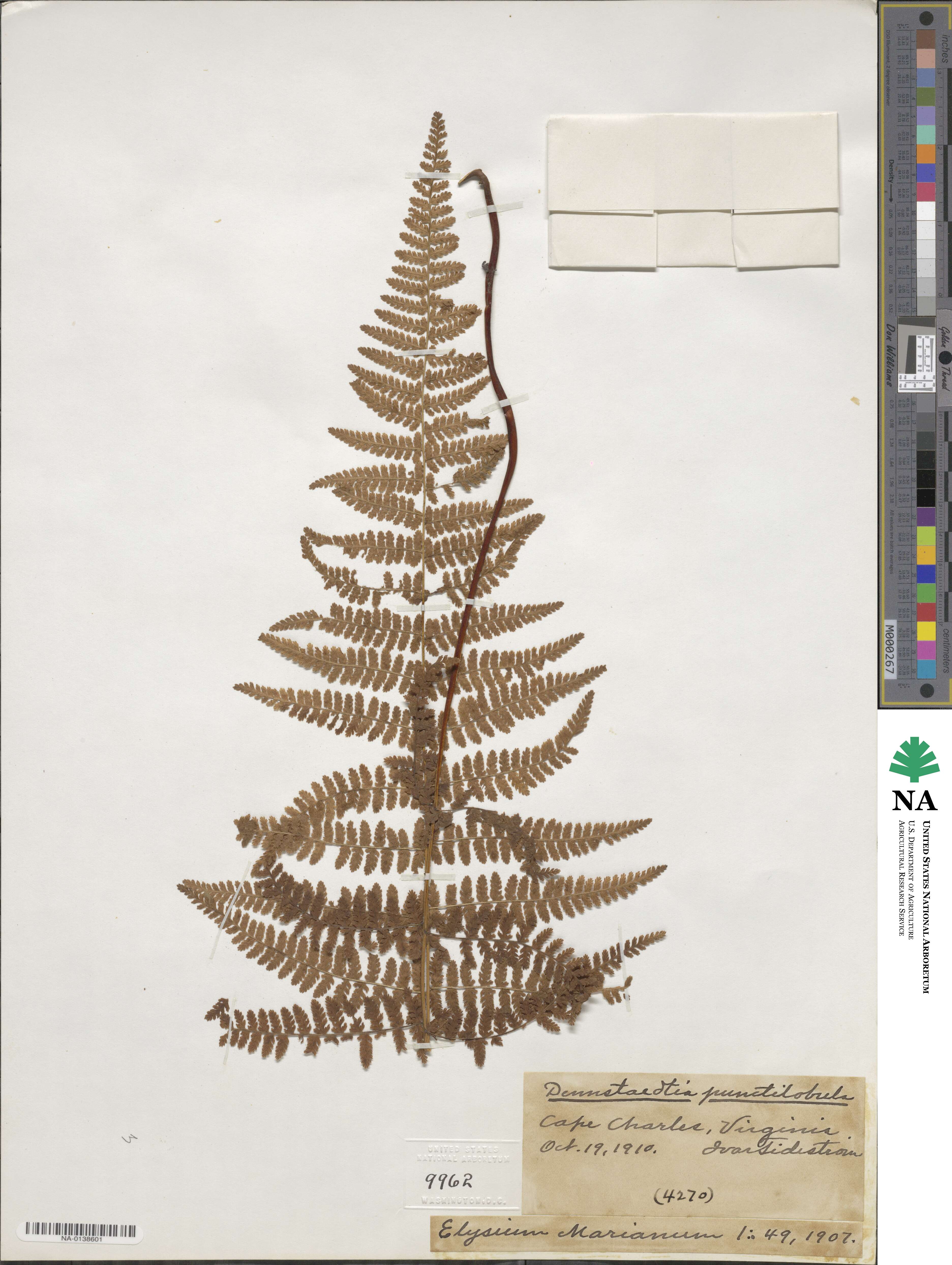 Dennstaedtia punctilobula image