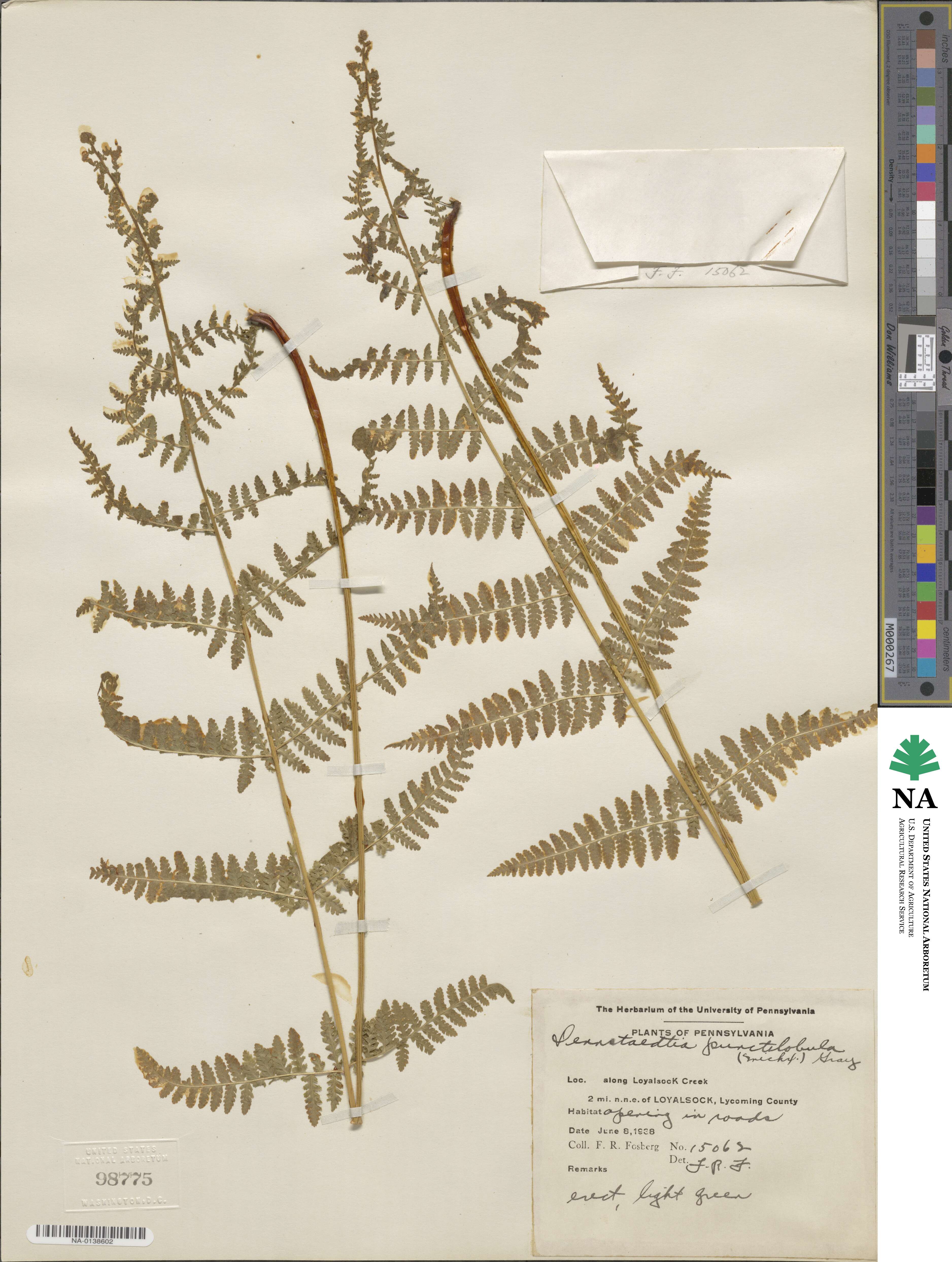 Dennstaedtia punctilobula image