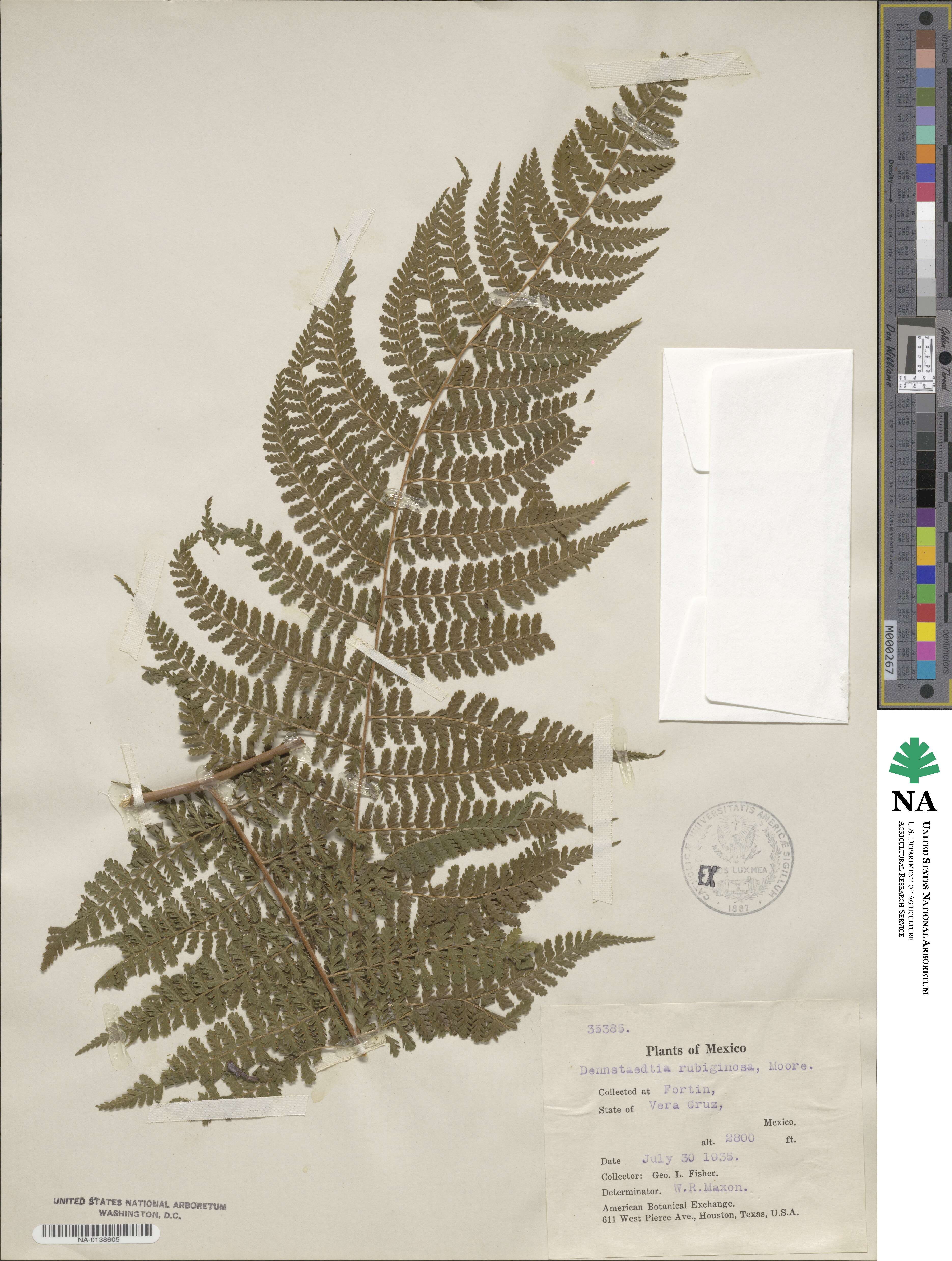 Dennstaedtia cicutaria image
