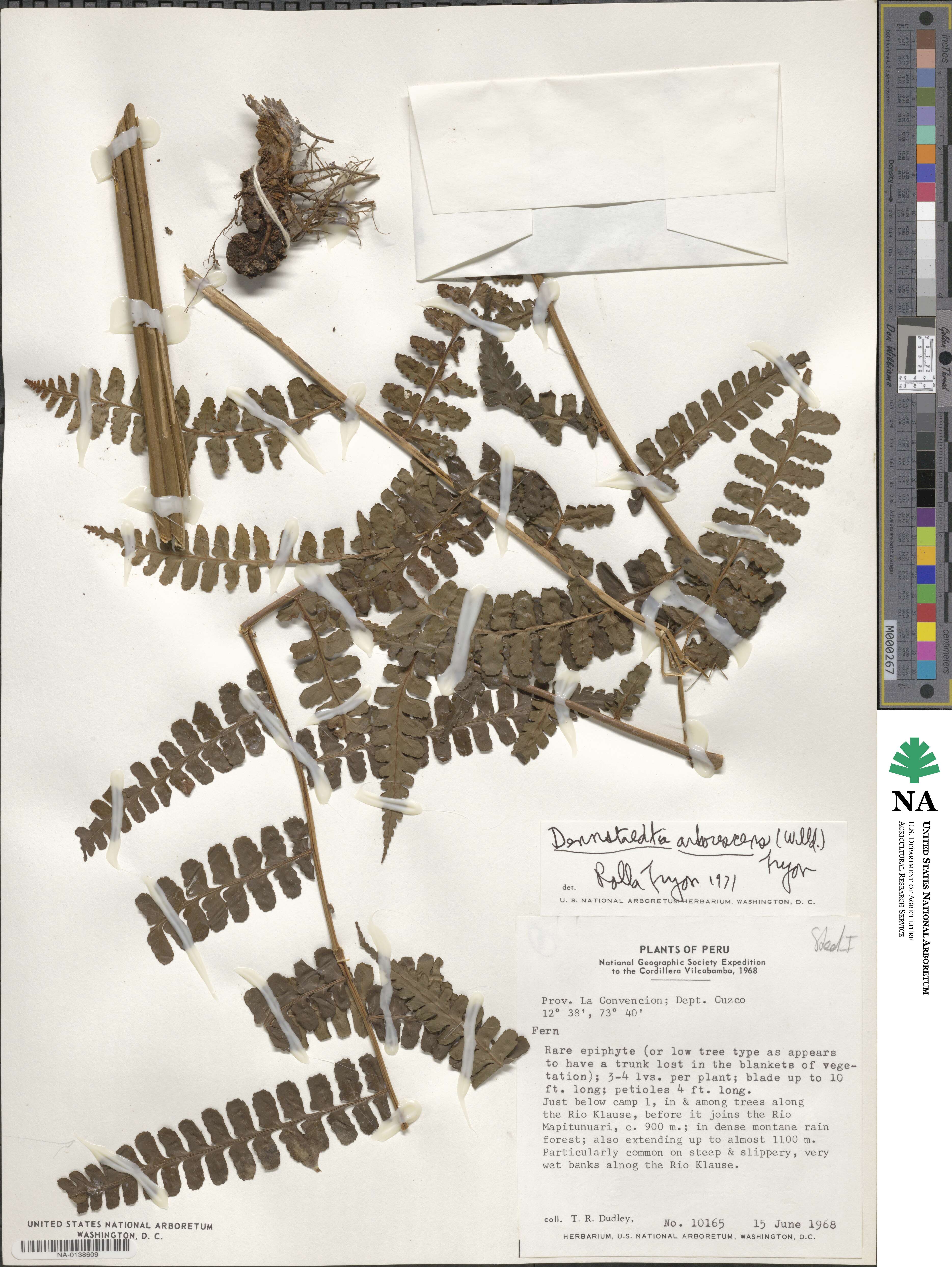 Dennstaedtia arborescens image