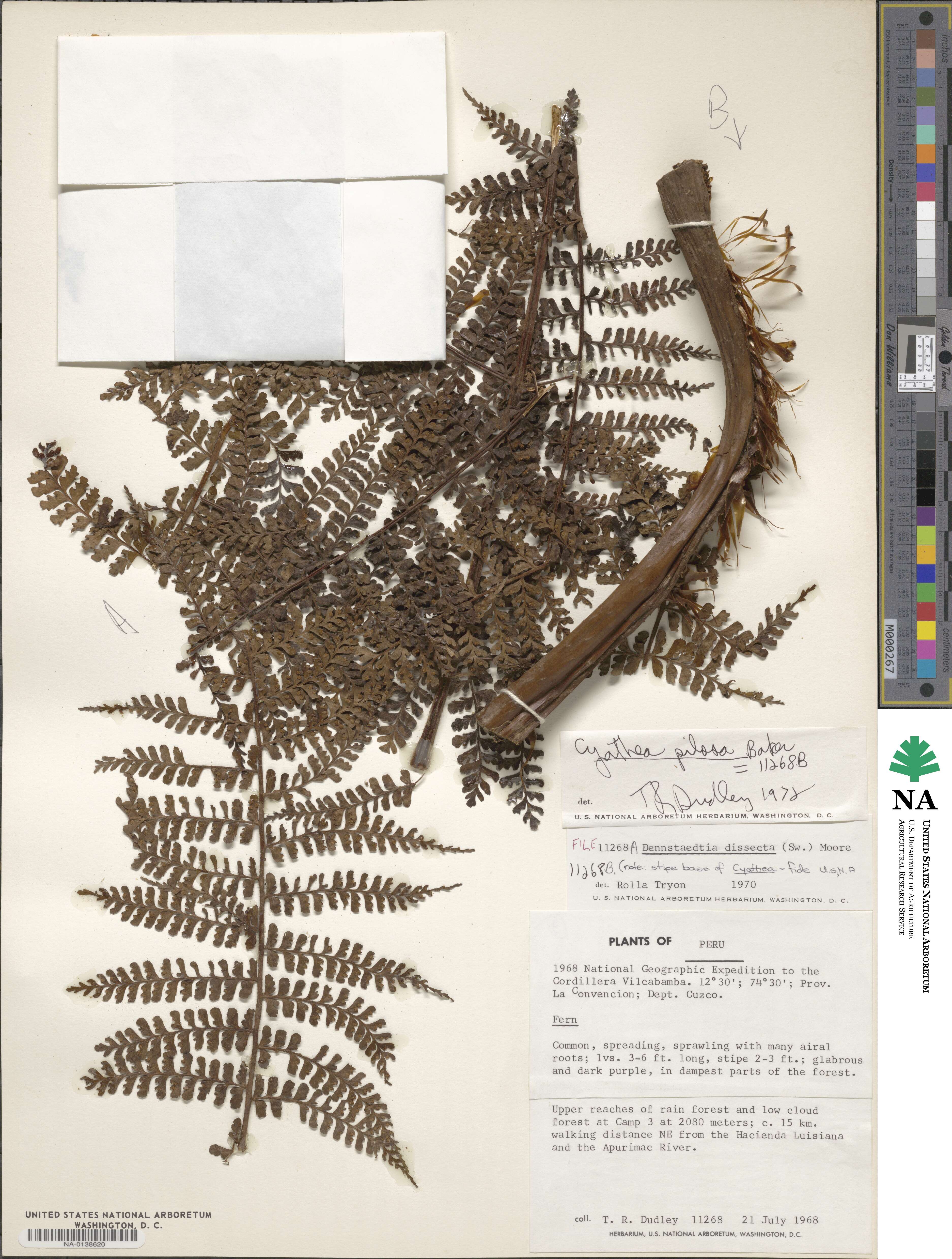 Dennstaedtia dissecta image