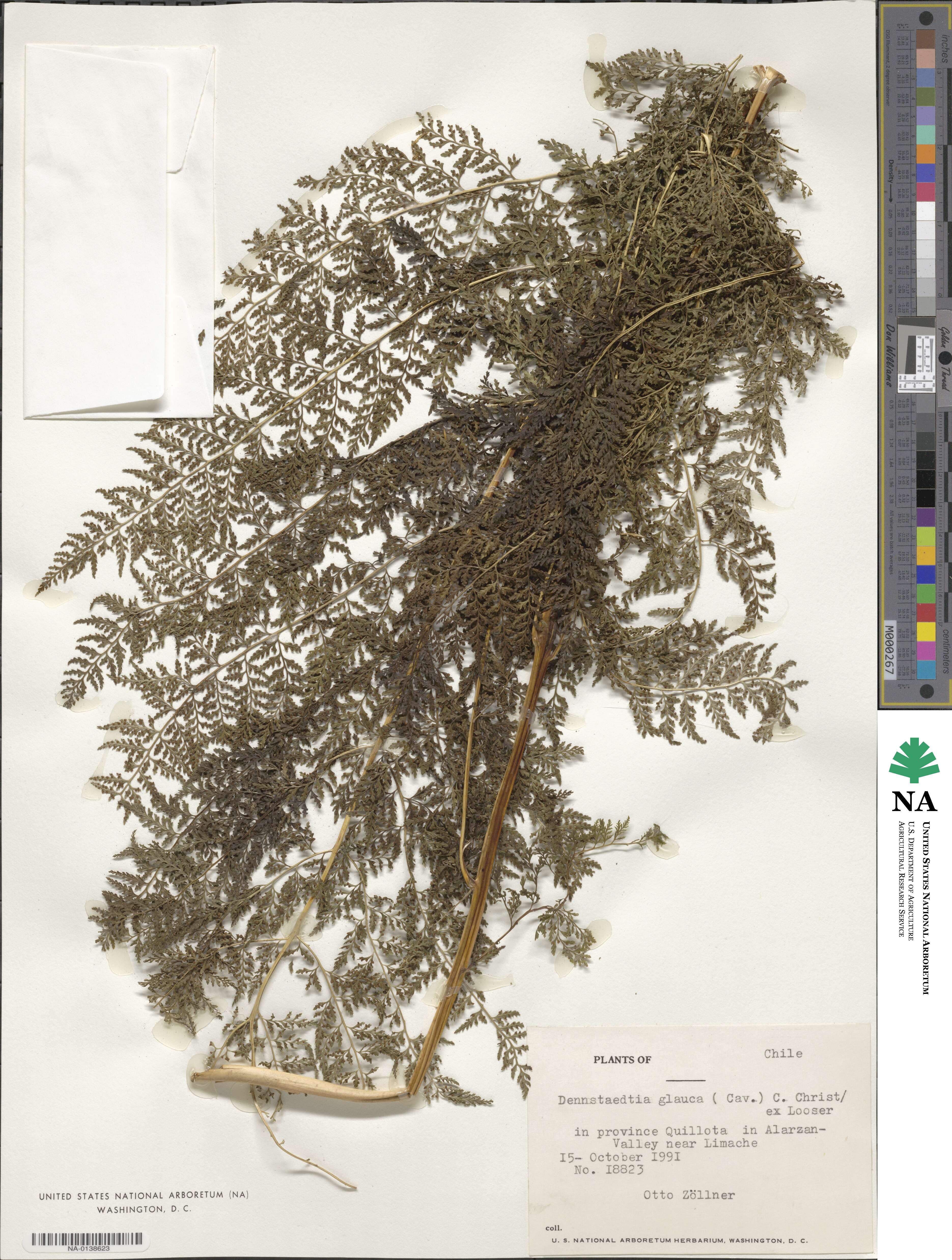 Dennstaedtia glauca image