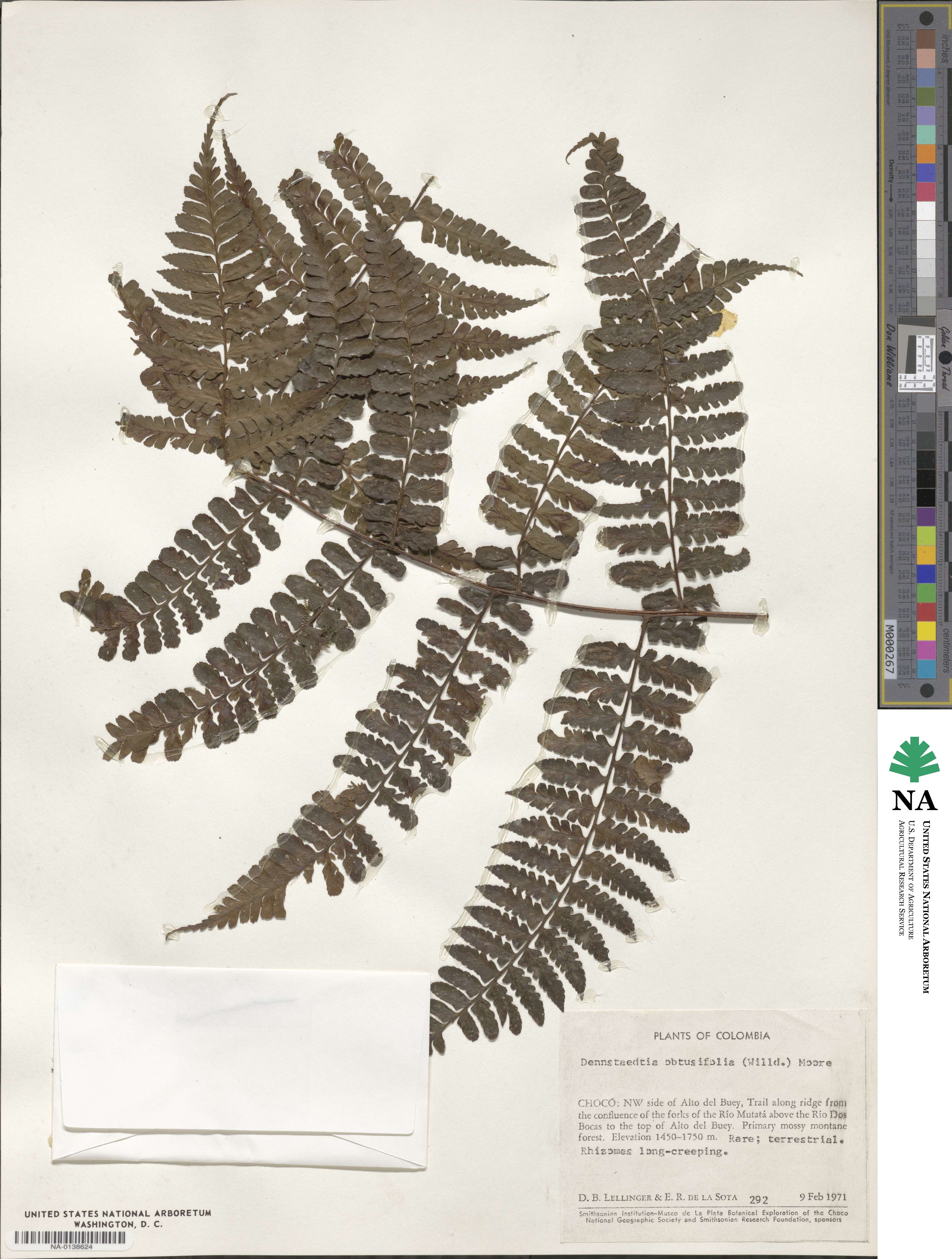 Dennstaedtia obtusifolia image