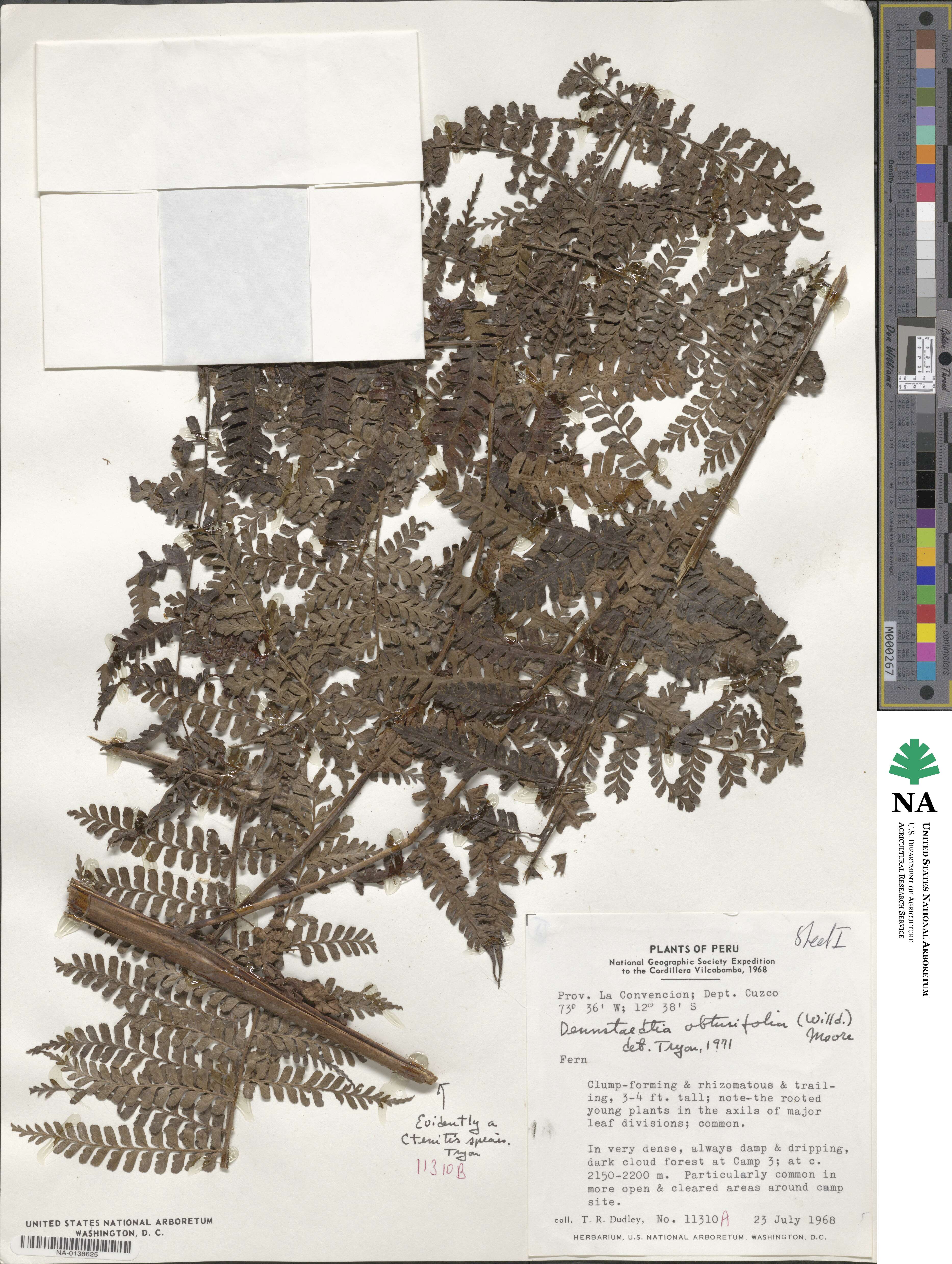 Dennstaedtia obtusifolia image