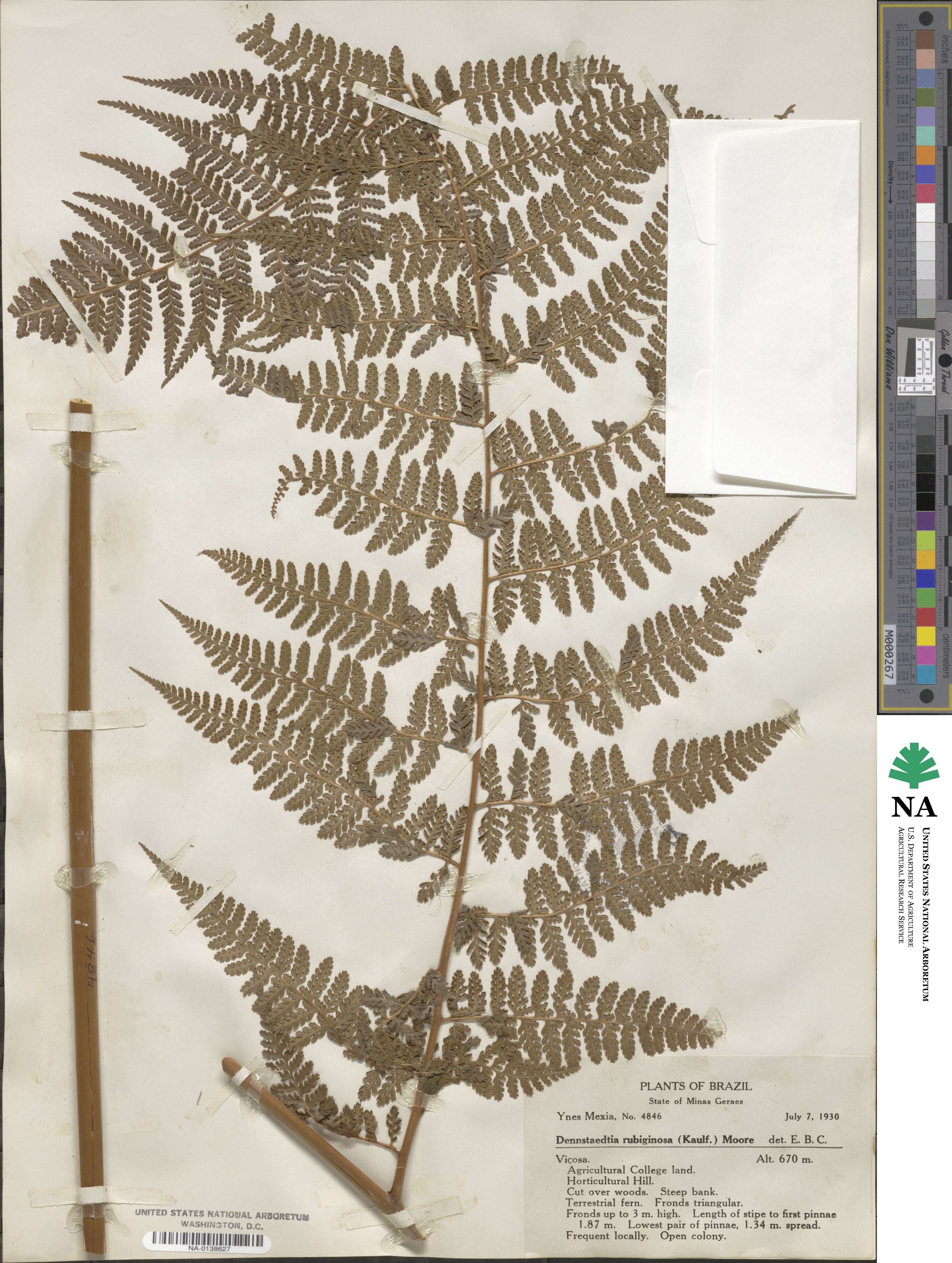 Dennstaedtia cicutaria image