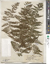 Dennstaedtia cicutaria image